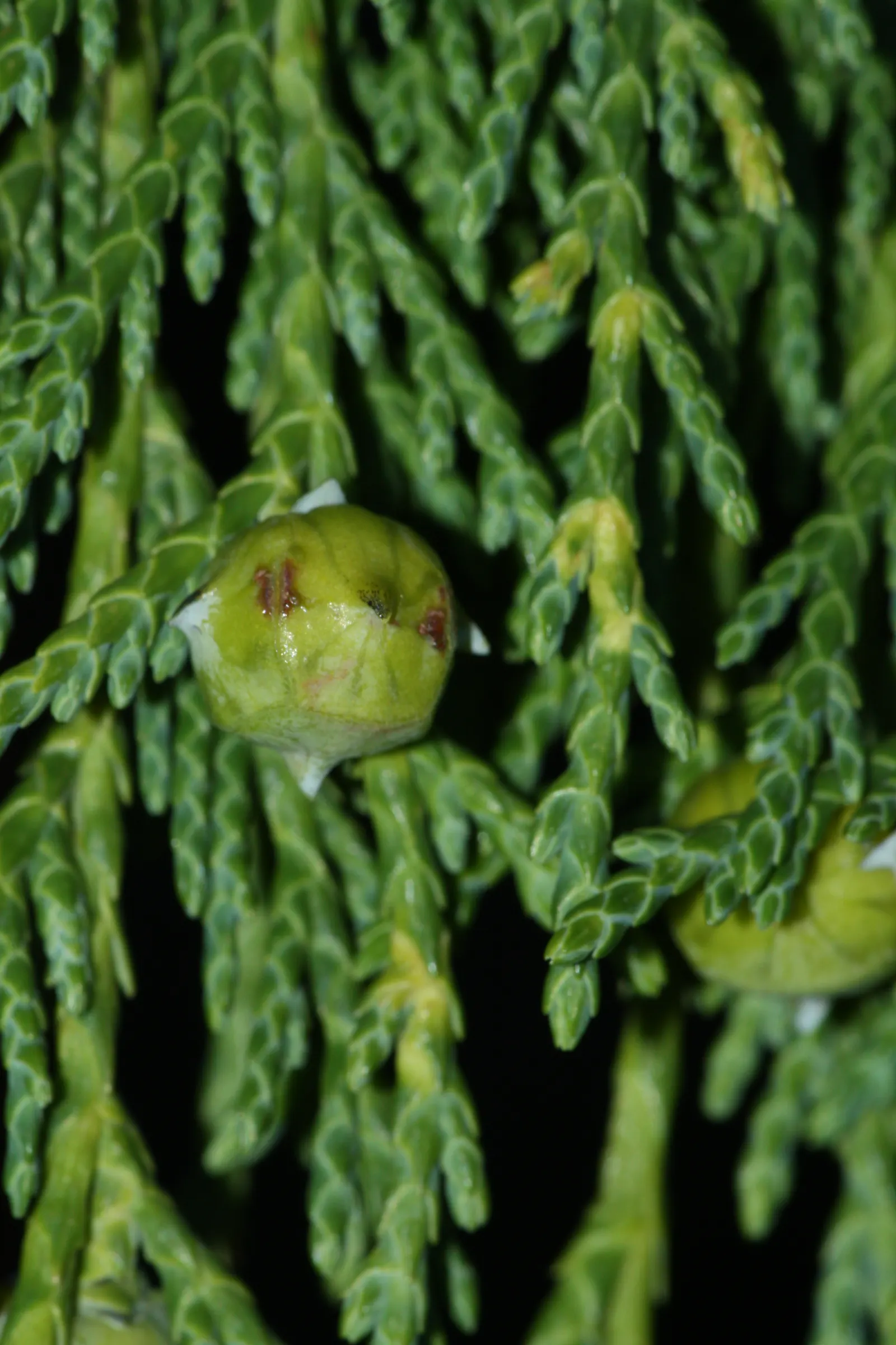 Yellow Cedar, Nootka Cypress (Callitropsis Nootkatensis) — is a coniferous evergreen tree that offers a majestic presence to any landscape