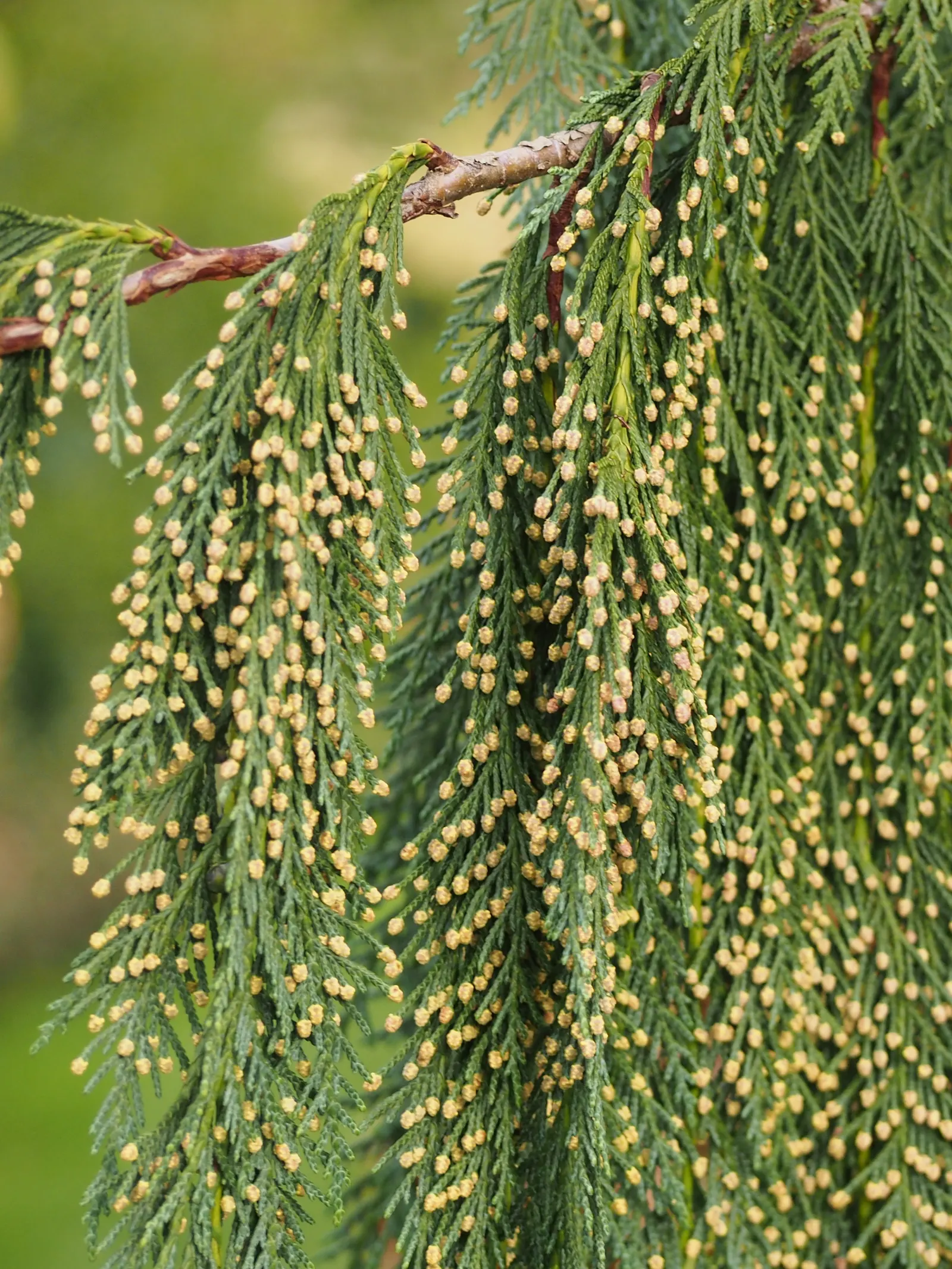 Yellow Cedar, Nootka Cypress (Callitropsis Nootkatensis) — tolerating both wet and drier conditions; it thrives in USDA Hardiness Zones 5 through 7