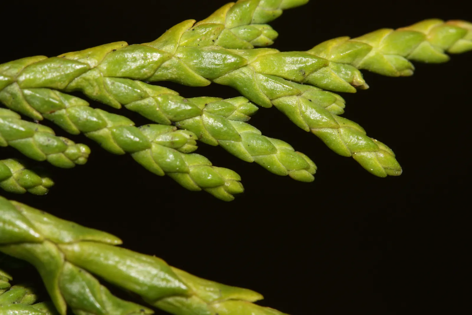 Yellow Cedar, Nootka Cypress (Callitropsis Nootkatensis) — it's adaptable but thrives in moist; it thrives in USDA Hardiness Zones 5 through 7