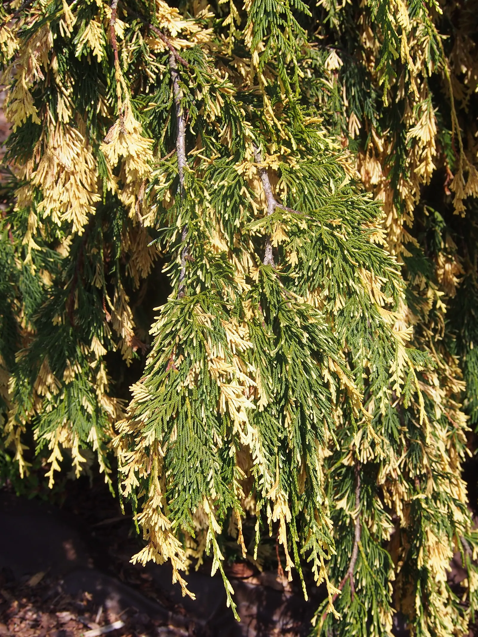Yellow Cedar, Nootka Cypress (Callitropsis Nootkatensis) — is a majestic evergreen with a conical form