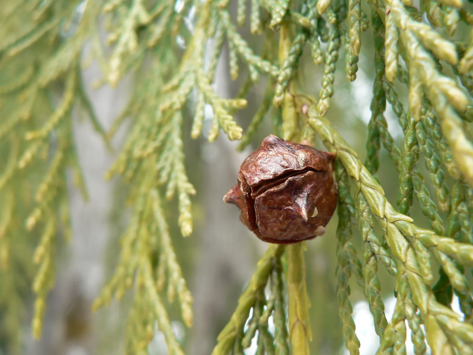 Yellow Cedar, Nootka Cypress (Callitropsis Nootkatensis) — commonly known as Yellow Cedar or Nootka Cypress