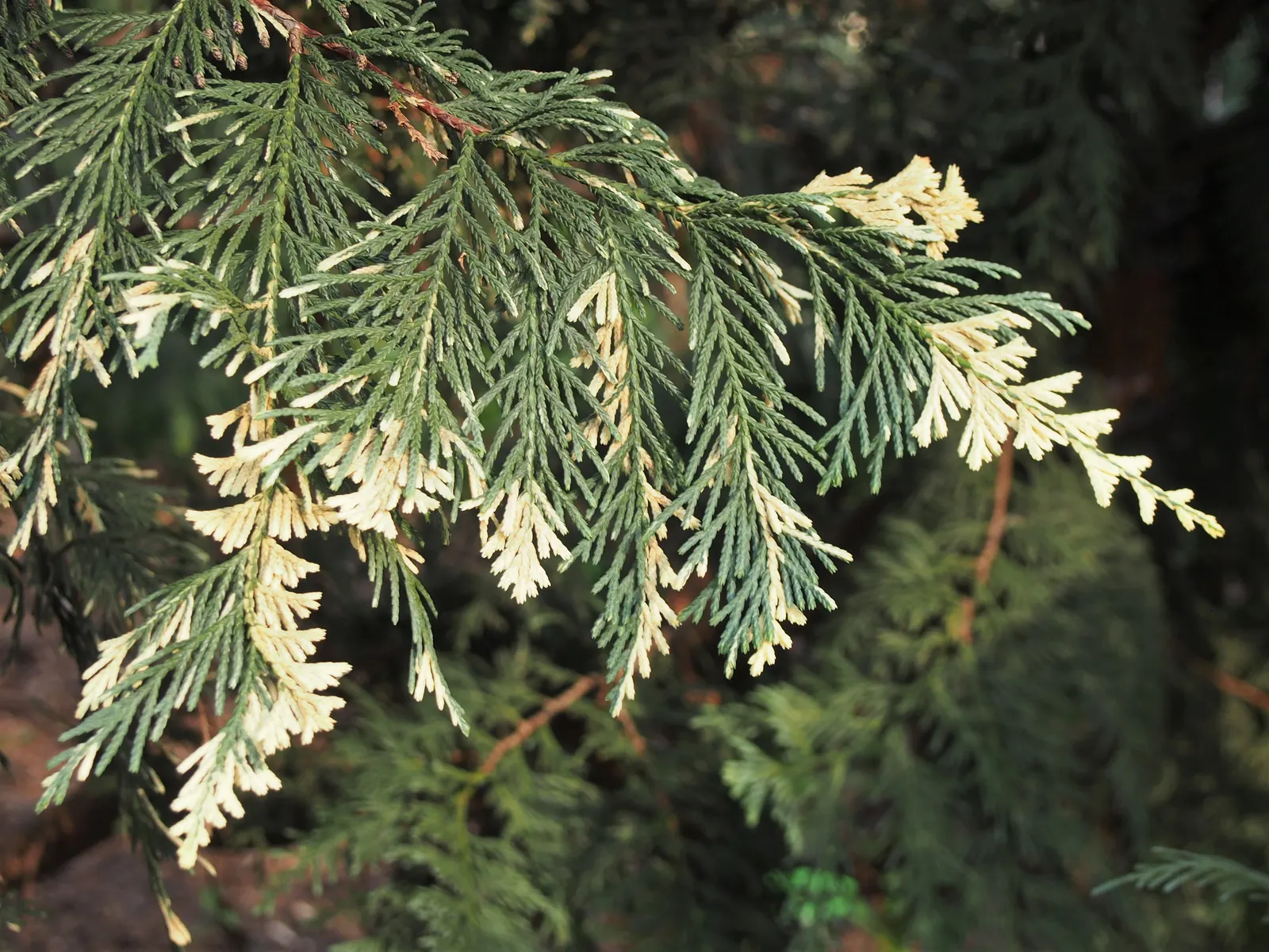 Yellow Cedar, Nootka Cypress (Callitropsis Nootkatensis) — Its dense foliage is marked by drooping branches with scale-like, blue-green leaves