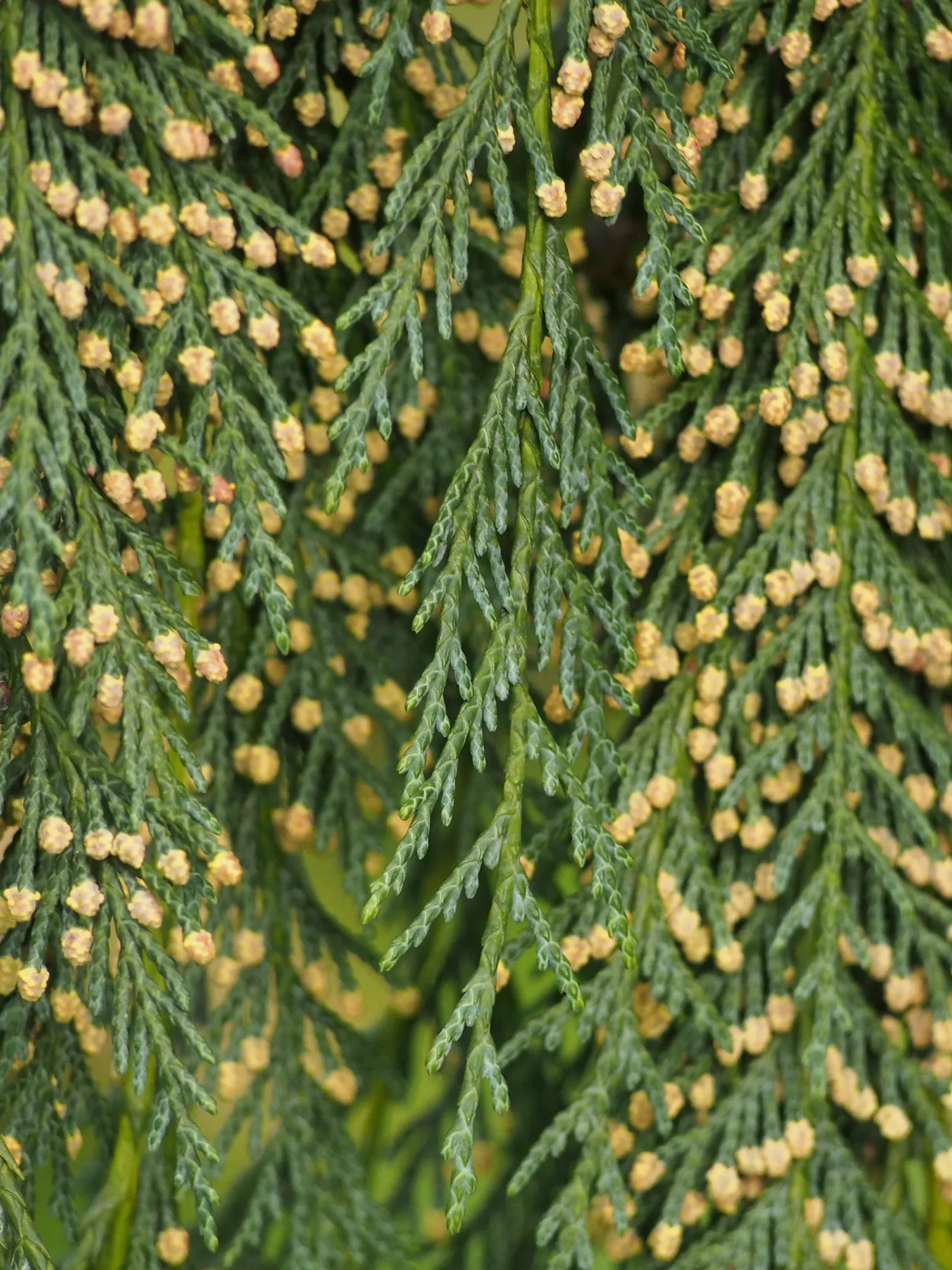 Yellow Cedar, Nootka Cypress (Callitropsis Nootkatensis) — well-drained soils and partial to full sun exposures