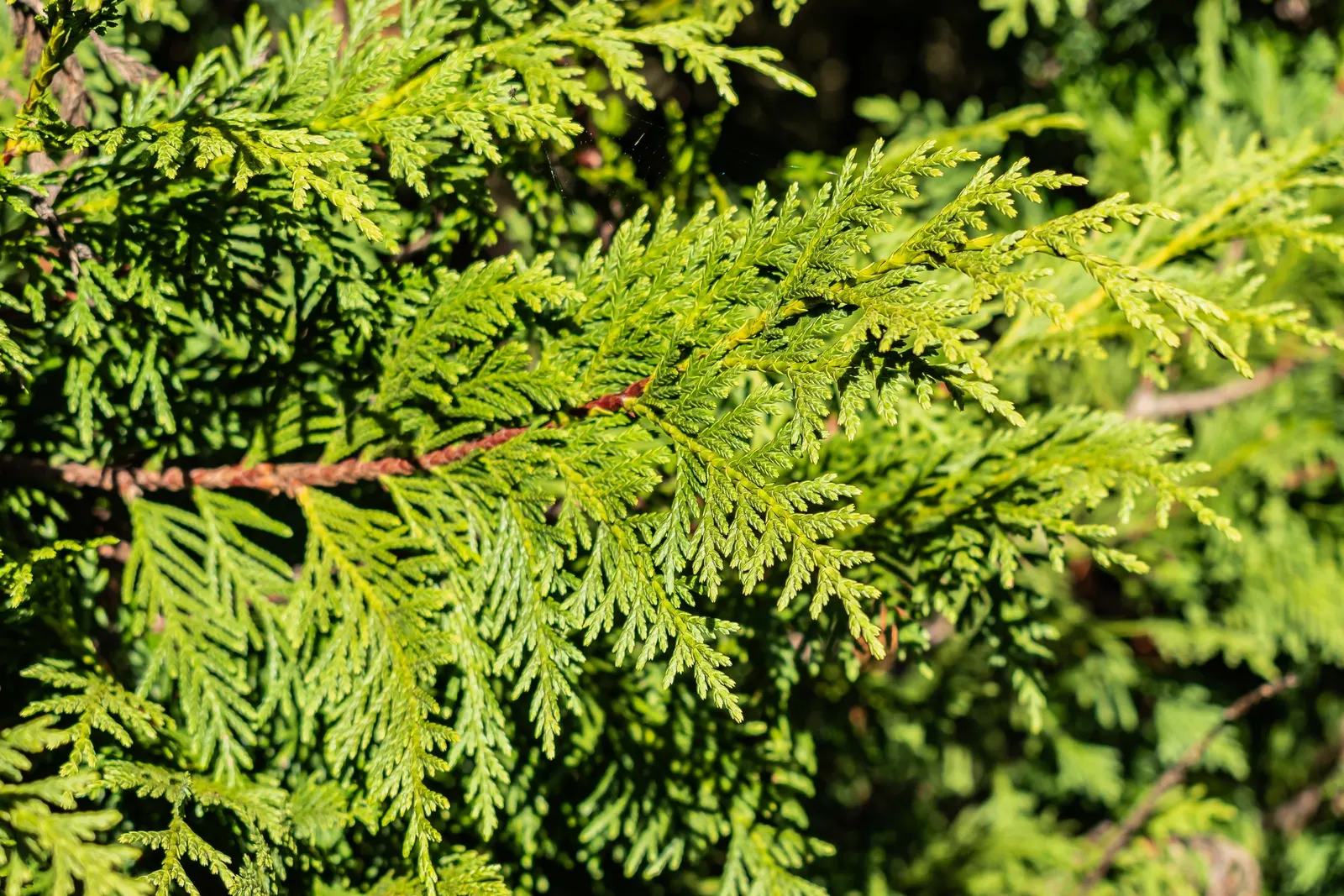 Yellow Cedar, Nootka Cypress (Callitropsis Nootkatensis) — the tree's drooping branches are covered with scale-like leaves that are a striking, image 41