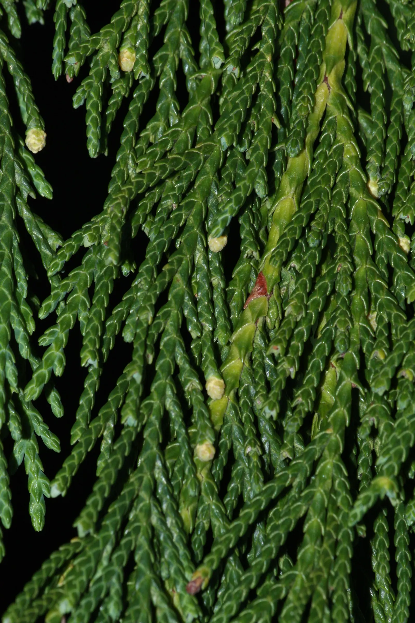 Yellow Cedar, Nootka Cypress (Callitropsis Nootkatensis) — the tree's drooping branches are covered with scale-like leaves that are a striking yellow-green in