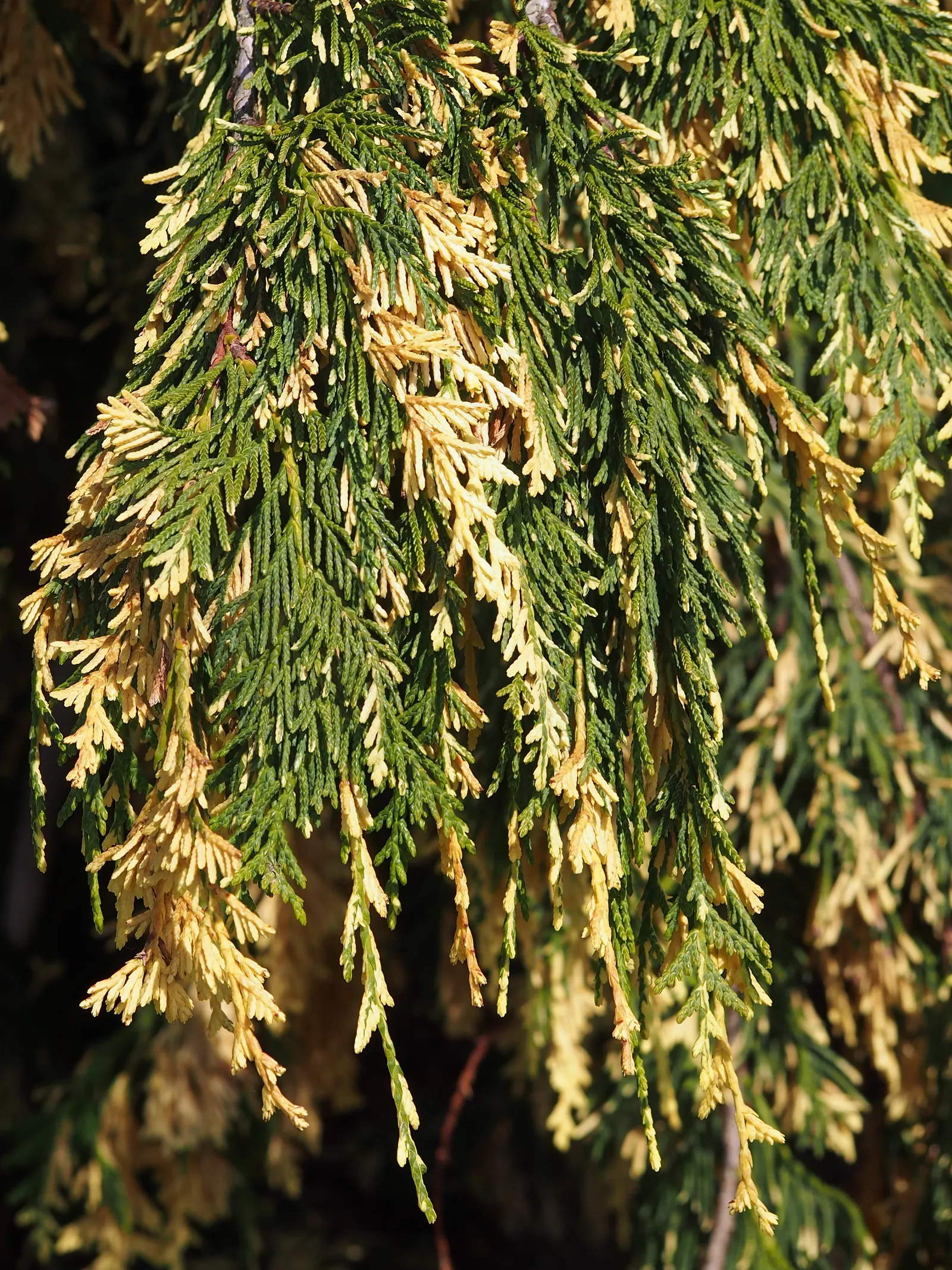Yellow Cedar, Nootka Cypress (Callitropsis Nootkatensis) — The wood is highly prized for its resistance to decay