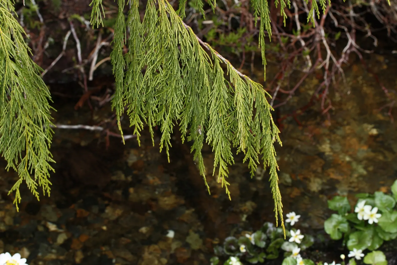 Yellow Cedar, Nootka Cypress (Callitropsis Nootkatensis) — which later transition to a warm coppery brown during the winter months