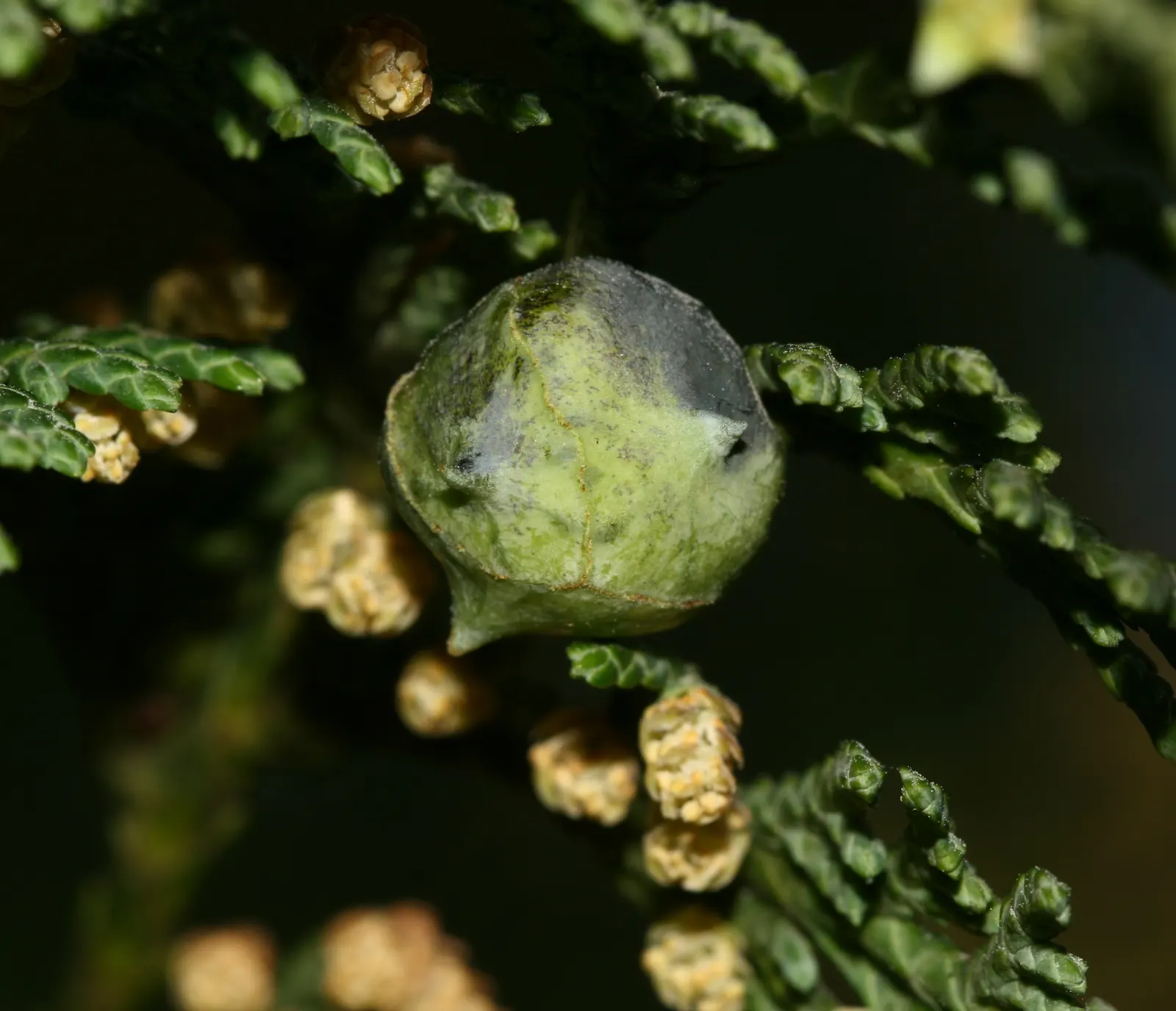 Yellow Cedar, Nootka Cypress (Callitropsis Nootkatensis) — is a majestic evergreen with a conical form; it thrives in USDA Hardiness Zones 5 through 7