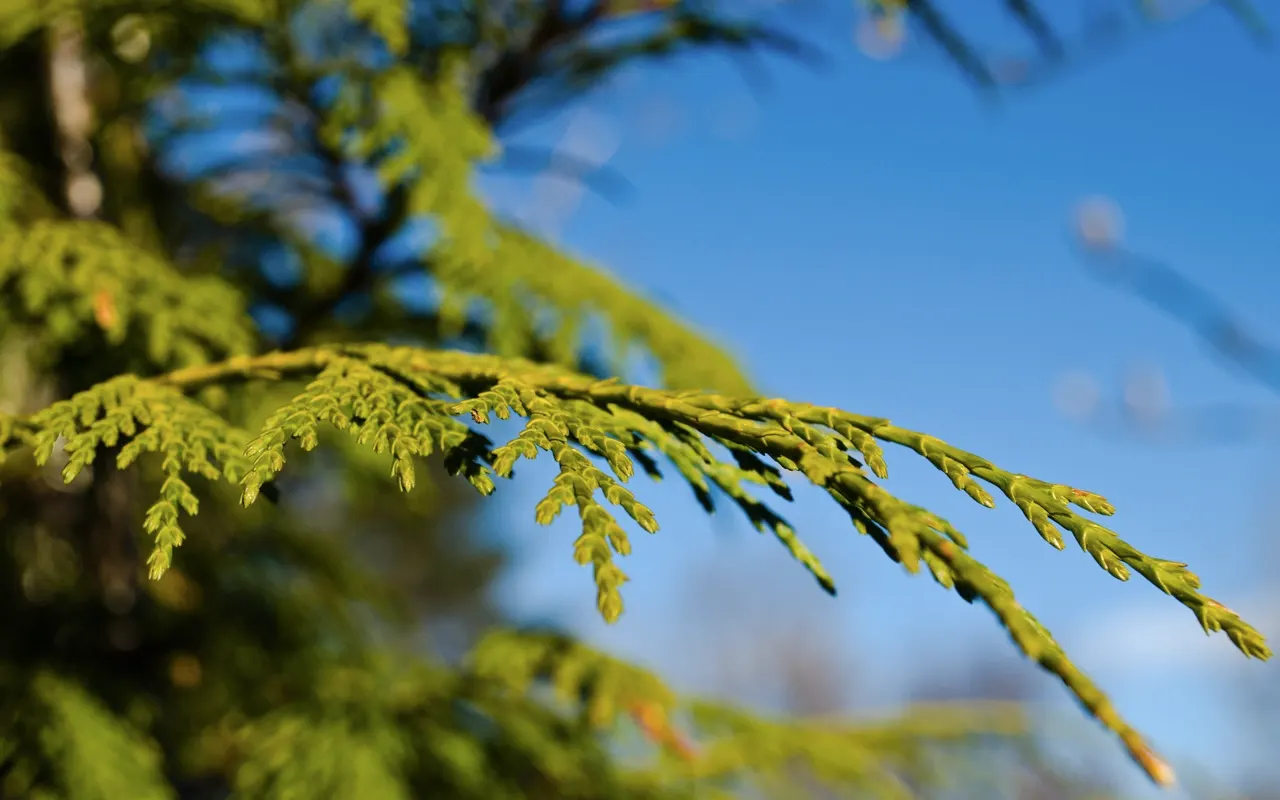 Yellow Cedar, Nootka Cypress (Callitropsis Nootkatensis) — it thrives in USDA Hardiness Zones 5 through 7; tolerating both wet and drier conditions