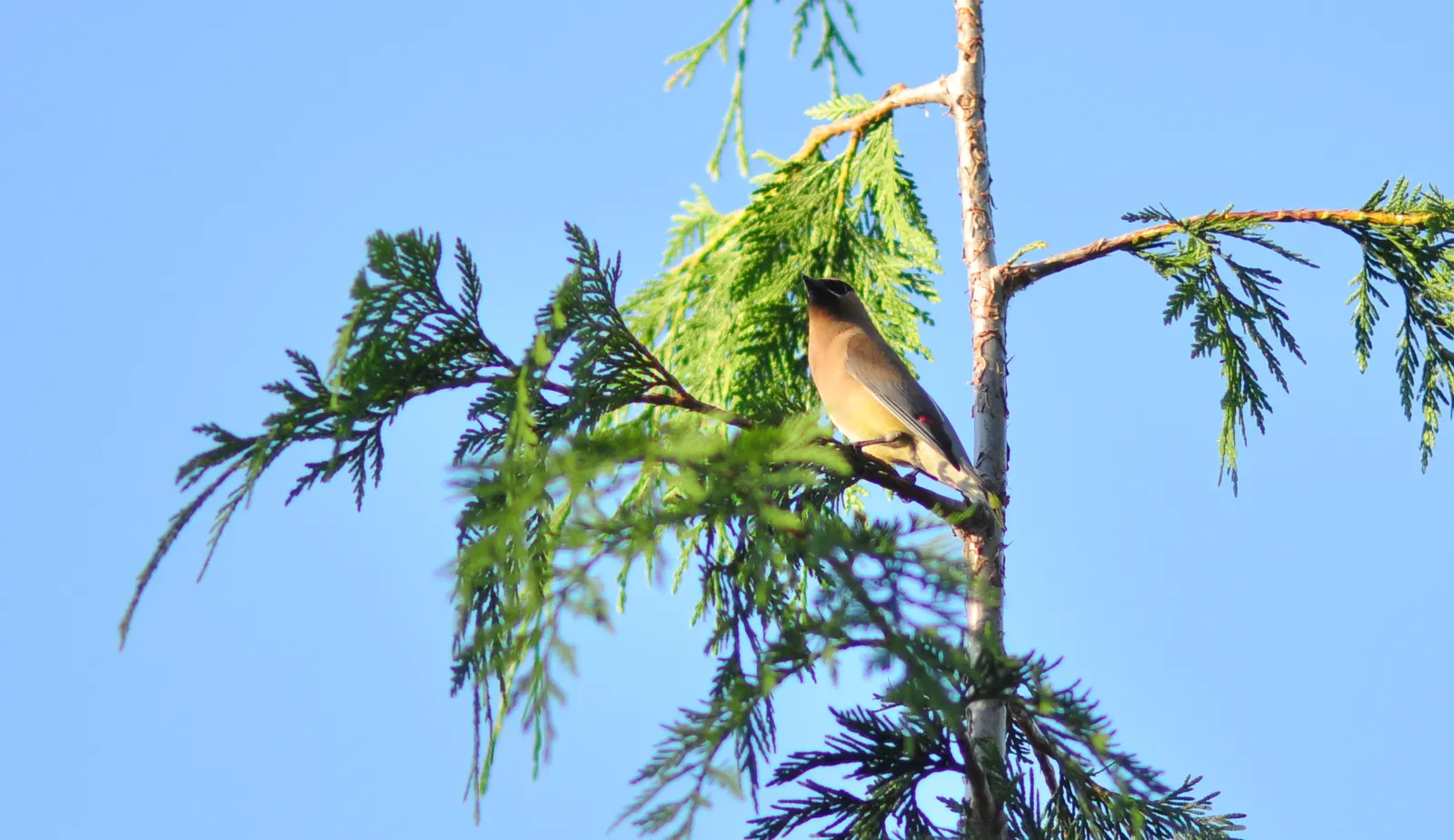 Yellow Cedar, Nootka Cypress (Callitropsis Nootkatensis) — which later transition to a warm coppery brown during the winter months; it thrives in USDA