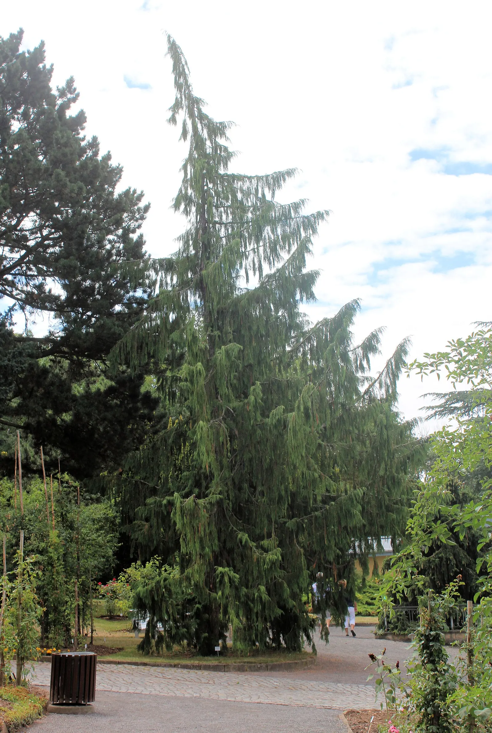 Yellow Cedar, Nootka Cypress (Callitropsis Nootkatensis) — Aromatic when crushed, the foliage adds sensory appeal, while its reddish-brown bark, image 33