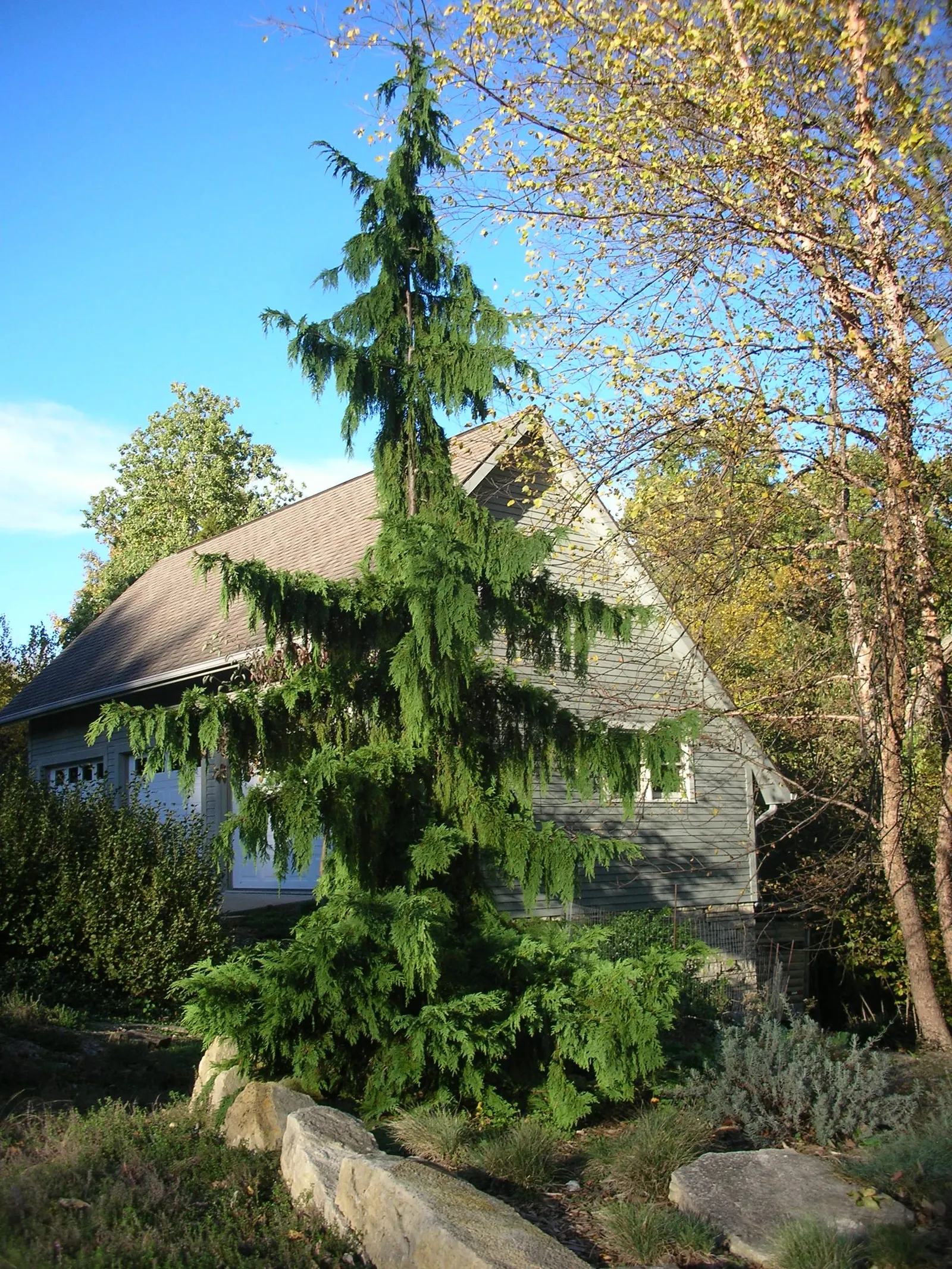 Yellow Cedar, Nootka Cypress (Callitropsis Nootkatensis) — scientifically known as Callitropsis nootkatensis and also commonly referred to as the Nootka