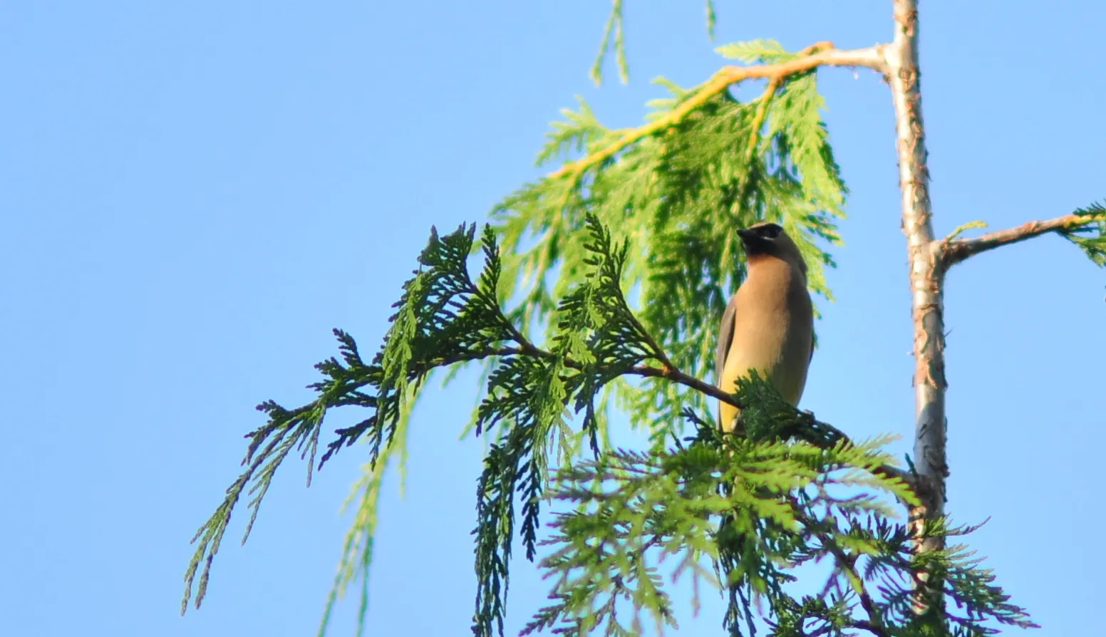 Yellow Cedar, Nootka Cypress (Callitropsis Nootkatensis) — and the aromatic qualities make it a natural deterrent for pests.<br><br>The Yellow, image 44