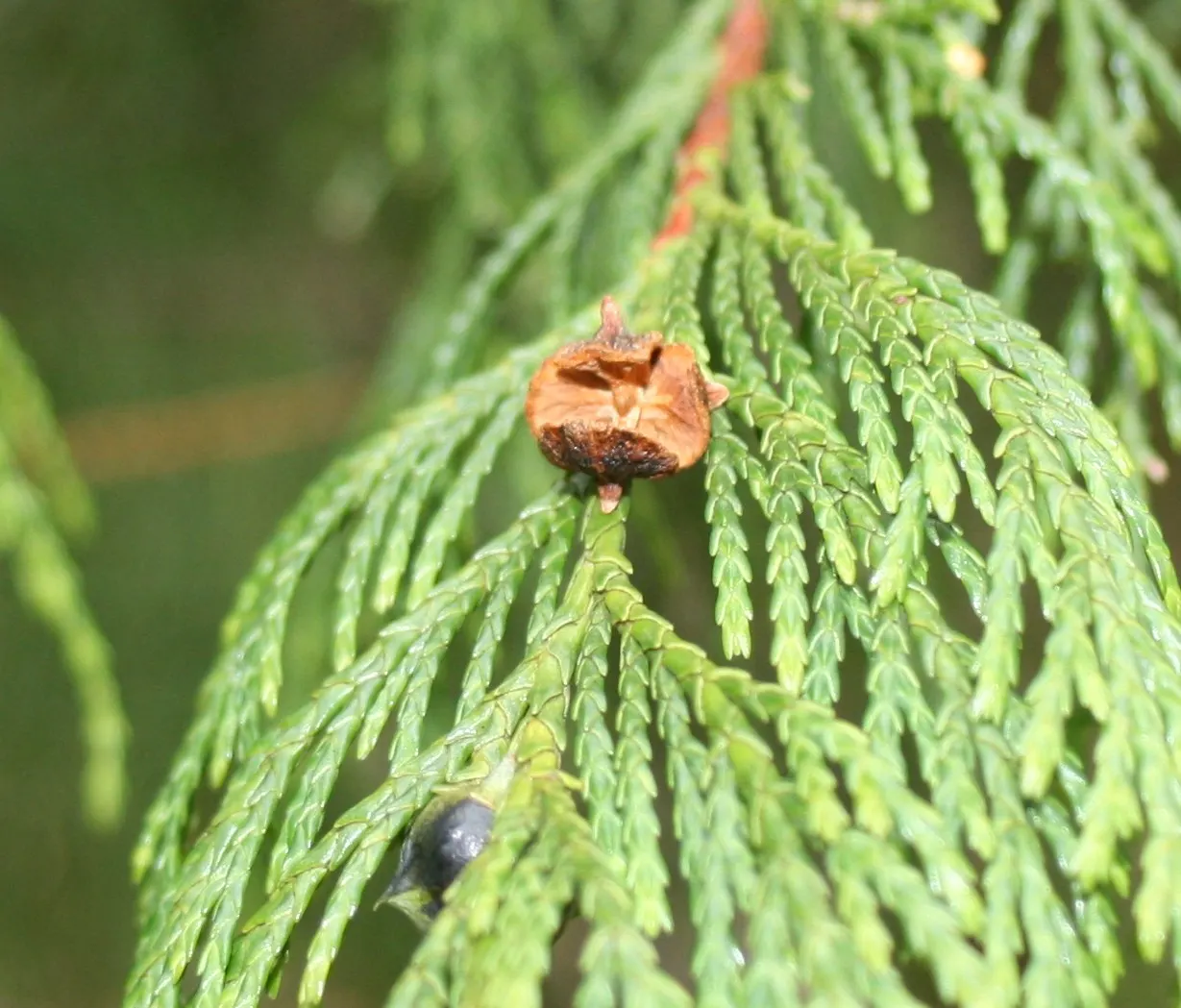 Yellow Cedar, Nootka Cypress (Callitropsis Nootkatensis) — fibrous texture that weathers to a grayish hue
