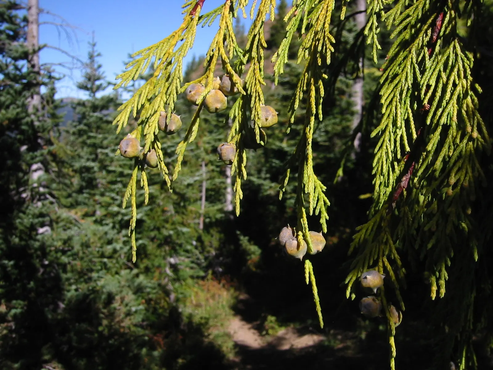 Yellow Cedar, Nootka Cypress (Callitropsis Nootkatensis) — cool environments of the Pacific Northwest