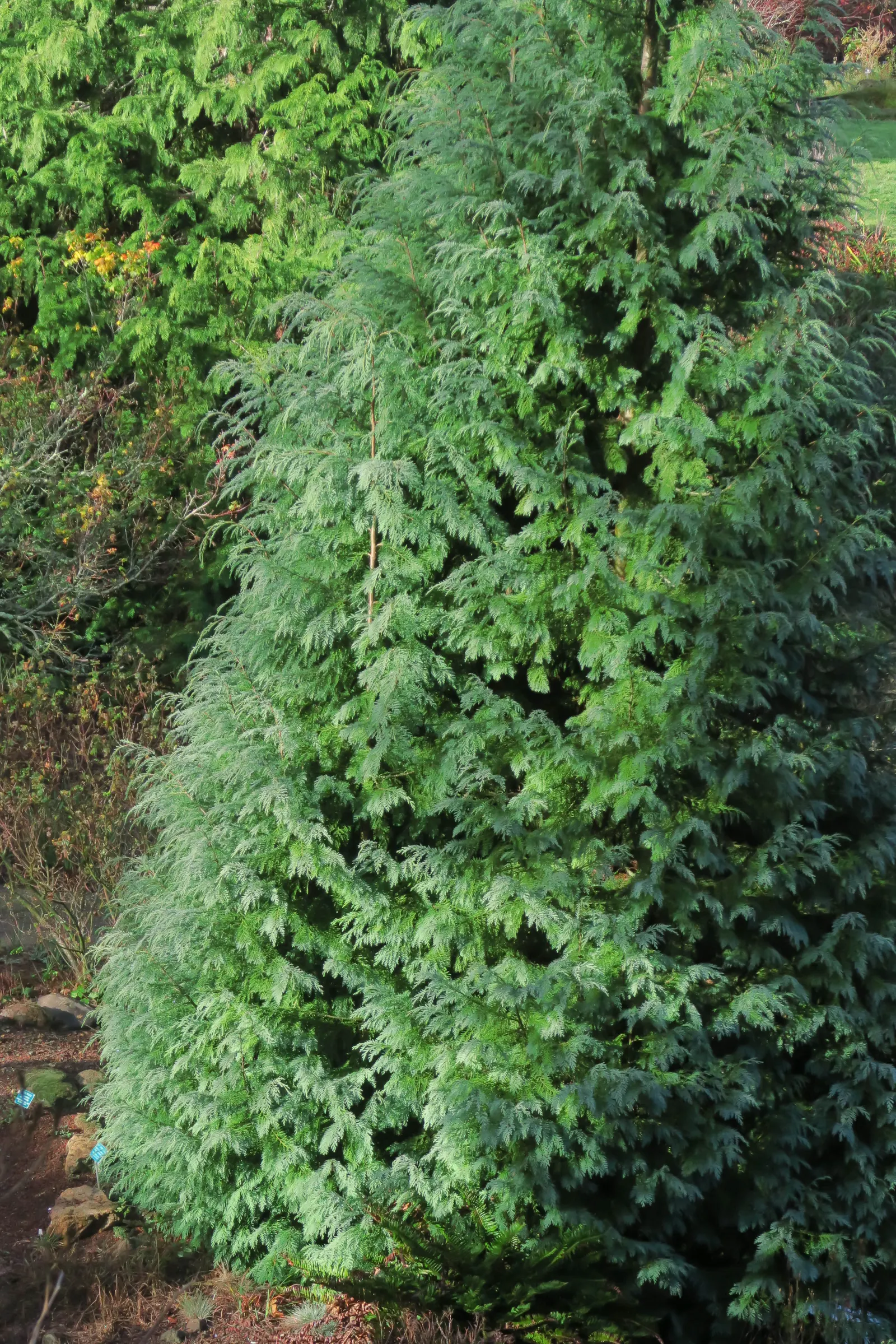 Yellow Cedar, Nootka Cypress (Callitropsis Nootkatensis) — it is a long-term investment in the landscape