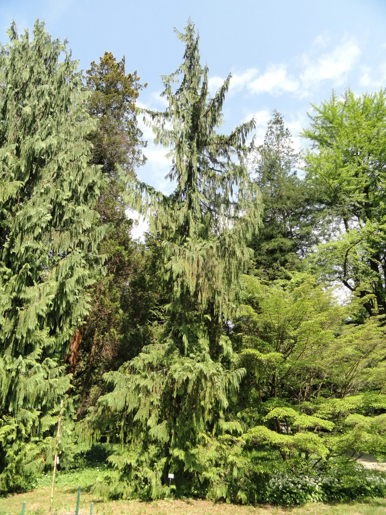 Yellow Cedar, Nootka Cypress (Callitropsis Nootkatensis) — providing unmatched elegance and continuity