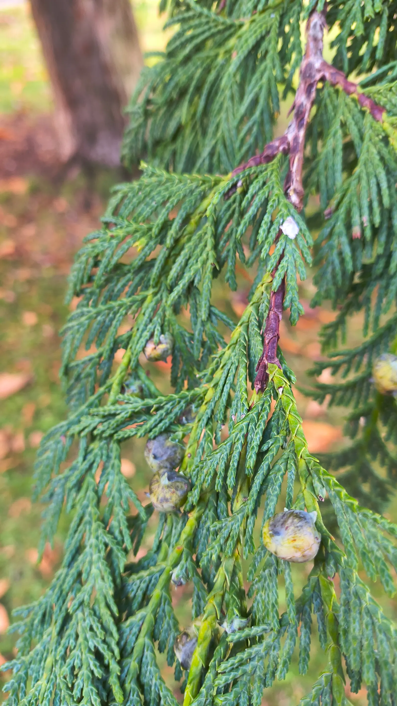 Yellow Cedar, Nootka Cypress (Callitropsis Nootkatensis) — showcasing exceptional cold tolerance.<br><br>An imposing figure; the Yellow Cedar is not just a