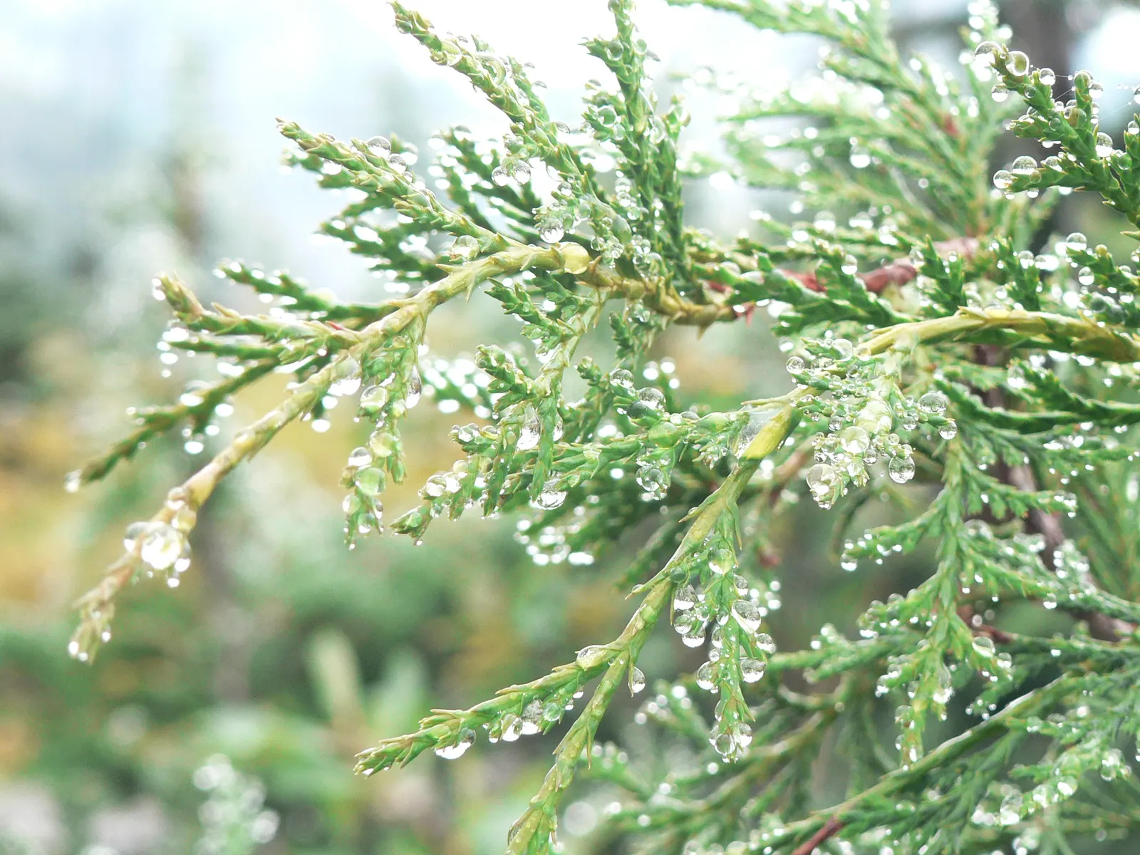 Yellow Cedar, Nootka Cypress (Callitropsis Nootkatensis) — which showcases an alluring