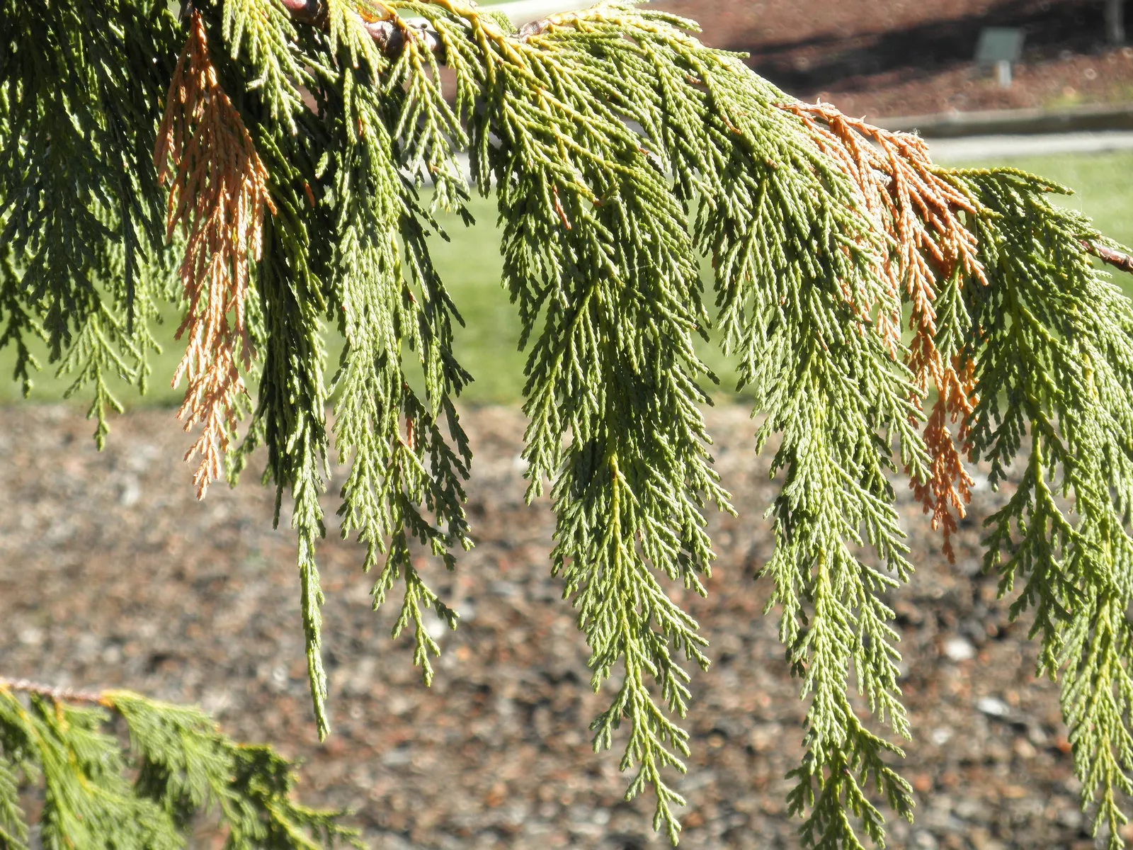 Yellow Cedar, Nootka Cypress (Callitropsis Nootkatensis) — the Yellow Cedar is not just a plant