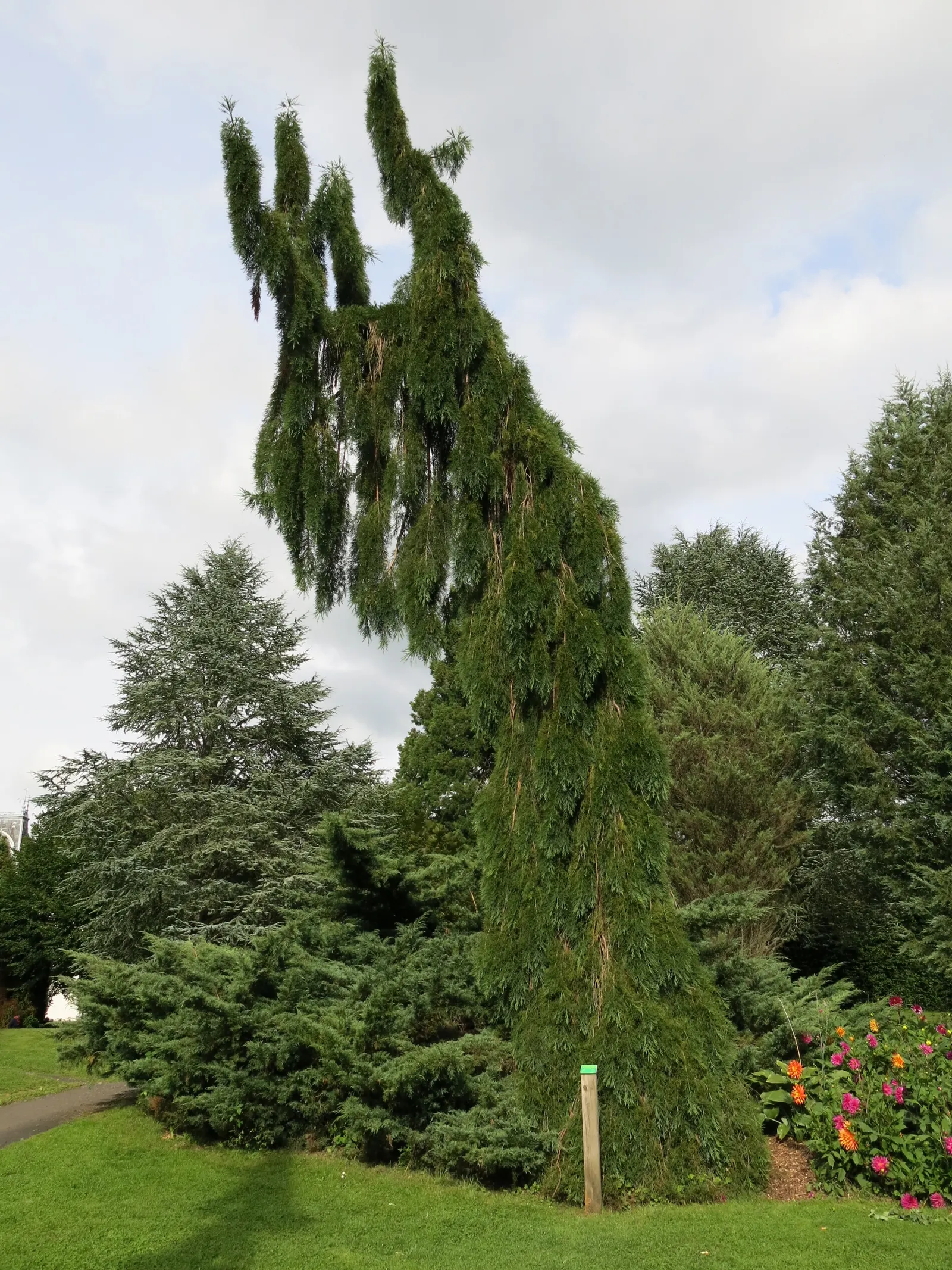Yellow Cedar, Nootka Cypress (Callitropsis Nootkatensis) — The wood is highly prized for its resistance to decay; tolerating both wet and drier conditions