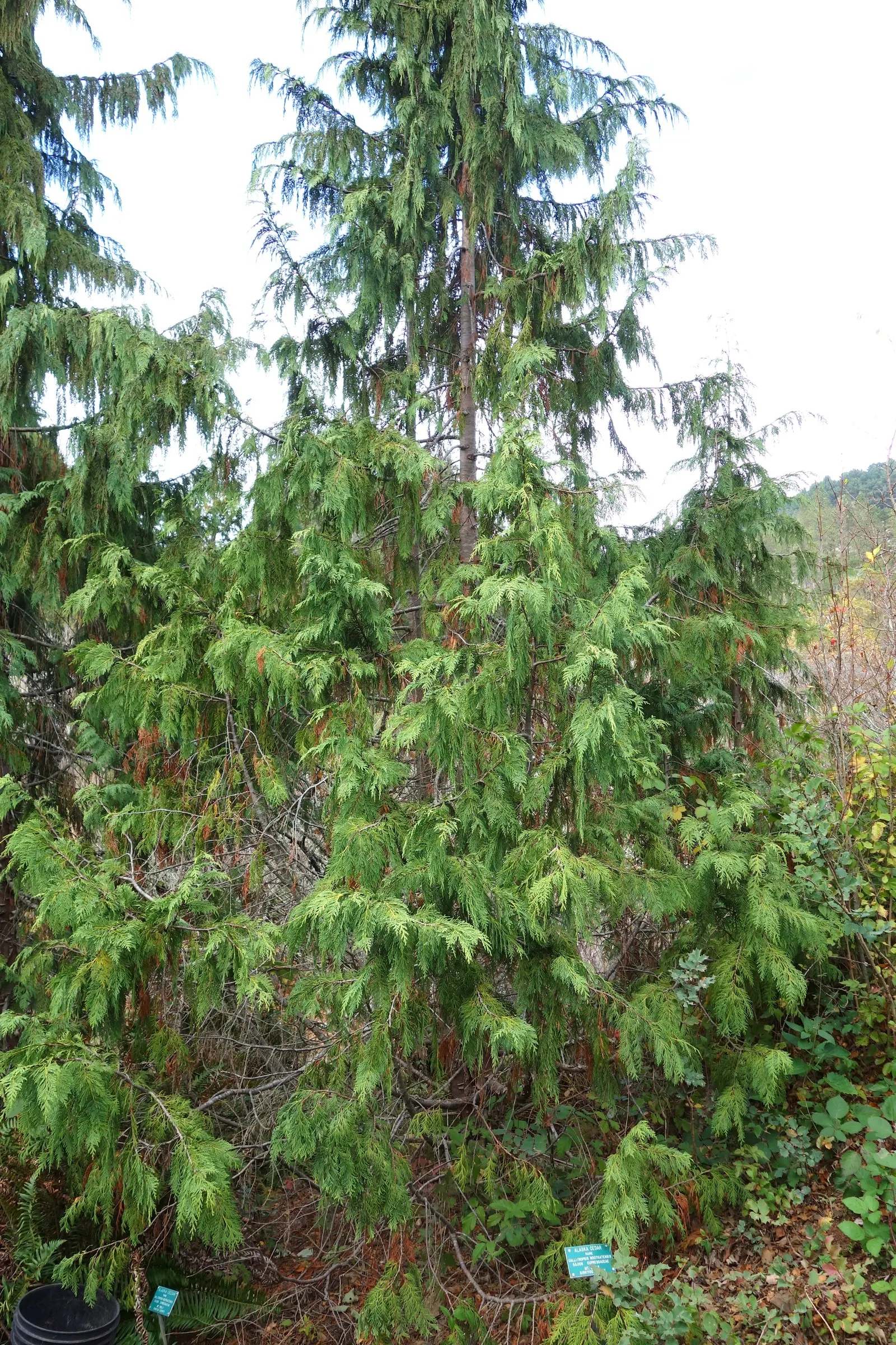 Yellow Cedar, Nootka Cypress (Callitropsis Nootkatensis) — it's adaptable but thrives in moist