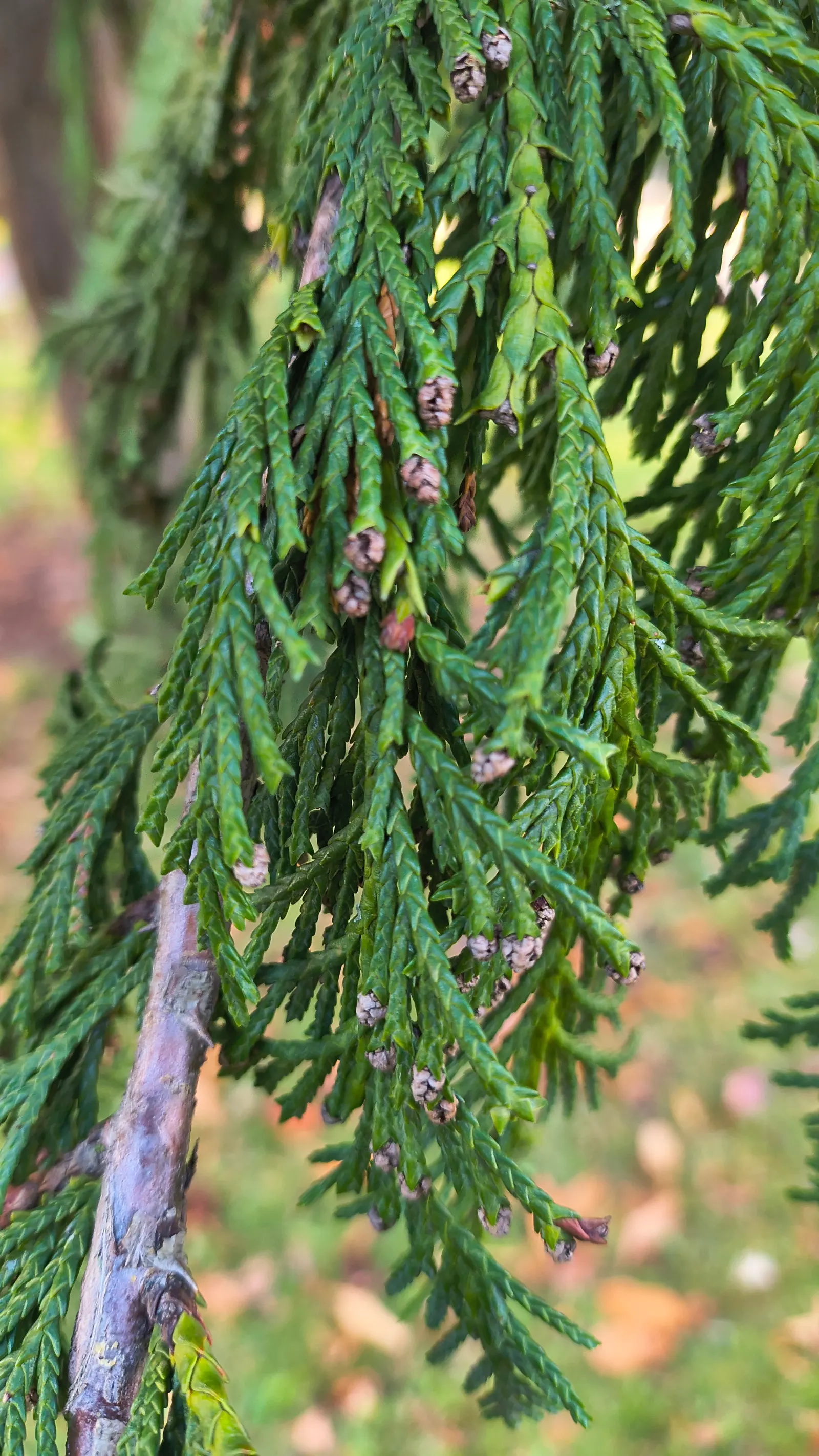 Yellow Cedar, Nootka Cypress (Callitropsis Nootkatensis) — well-drained soils but exhibits remarkable adaptability; its dense foliage is marked by drooping