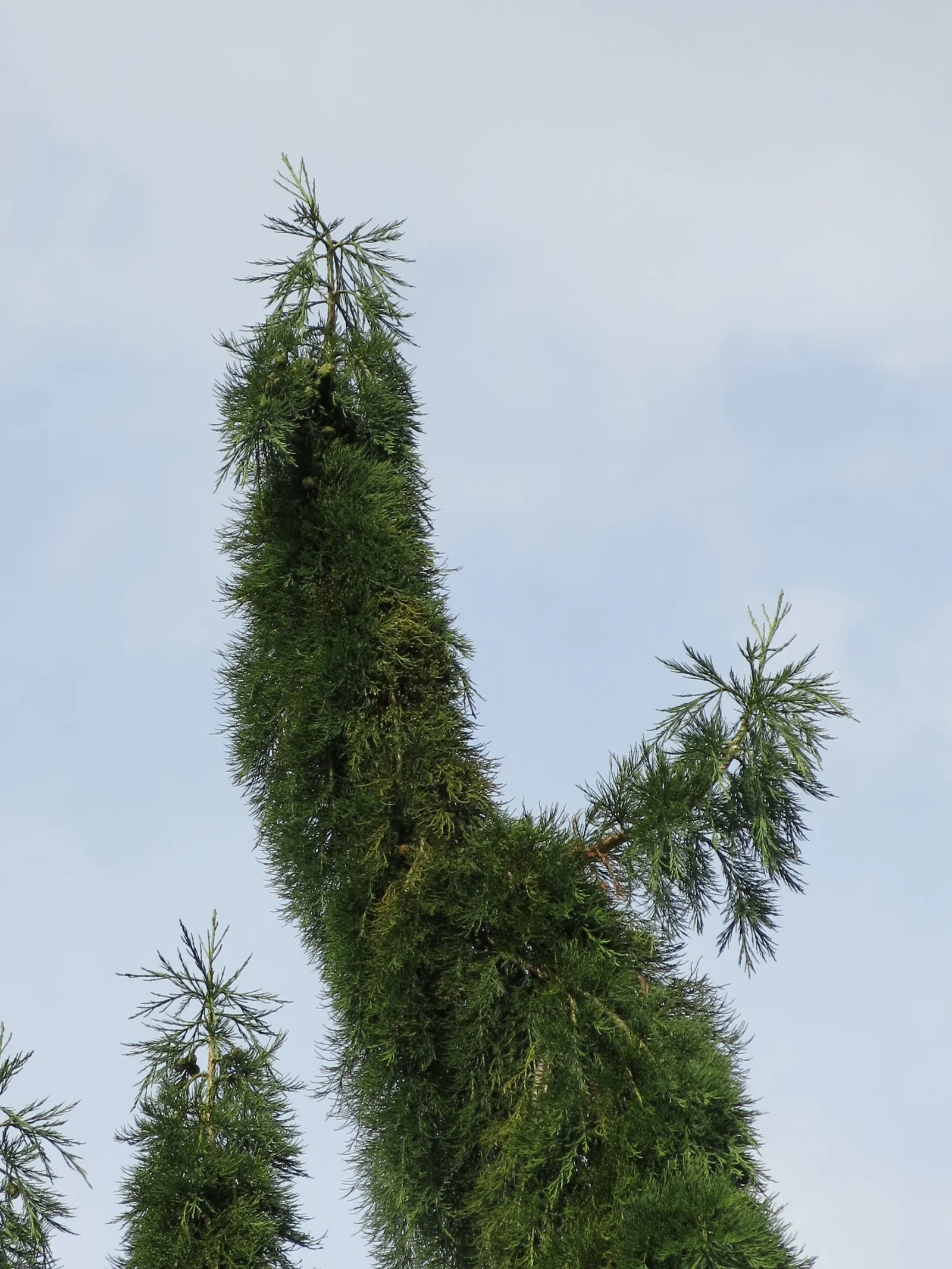 Yellow Cedar, Nootka Cypress (Callitropsis Nootkatensis) — this species requires minimal maintenance; the Yellow Cedar is not just a plant