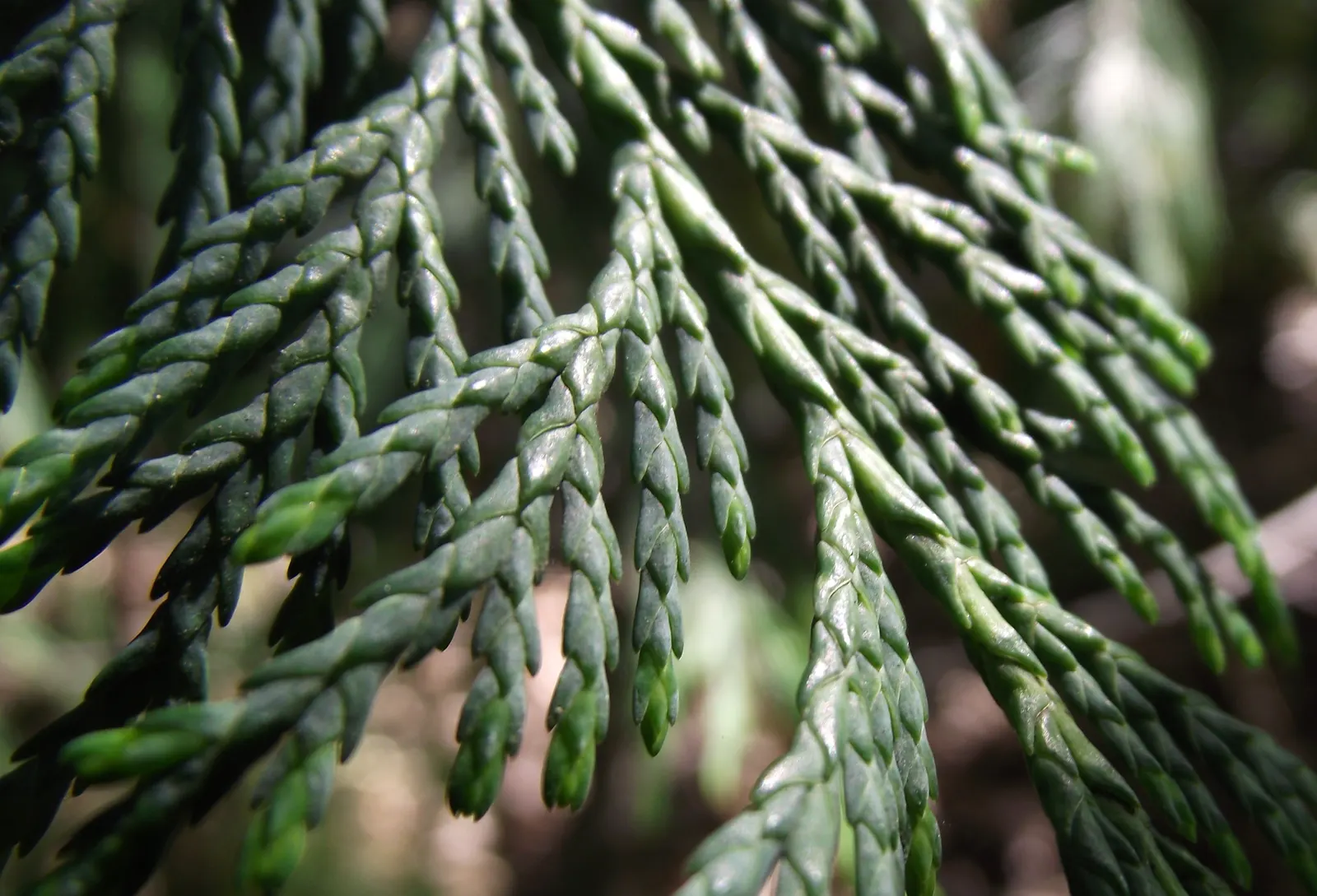 Yellow Cedar, Nootka Cypress (Callitropsis Nootkatensis) — Its dense foliage is marked by drooping branches with scale-like, blue-green leaves; the Yellow