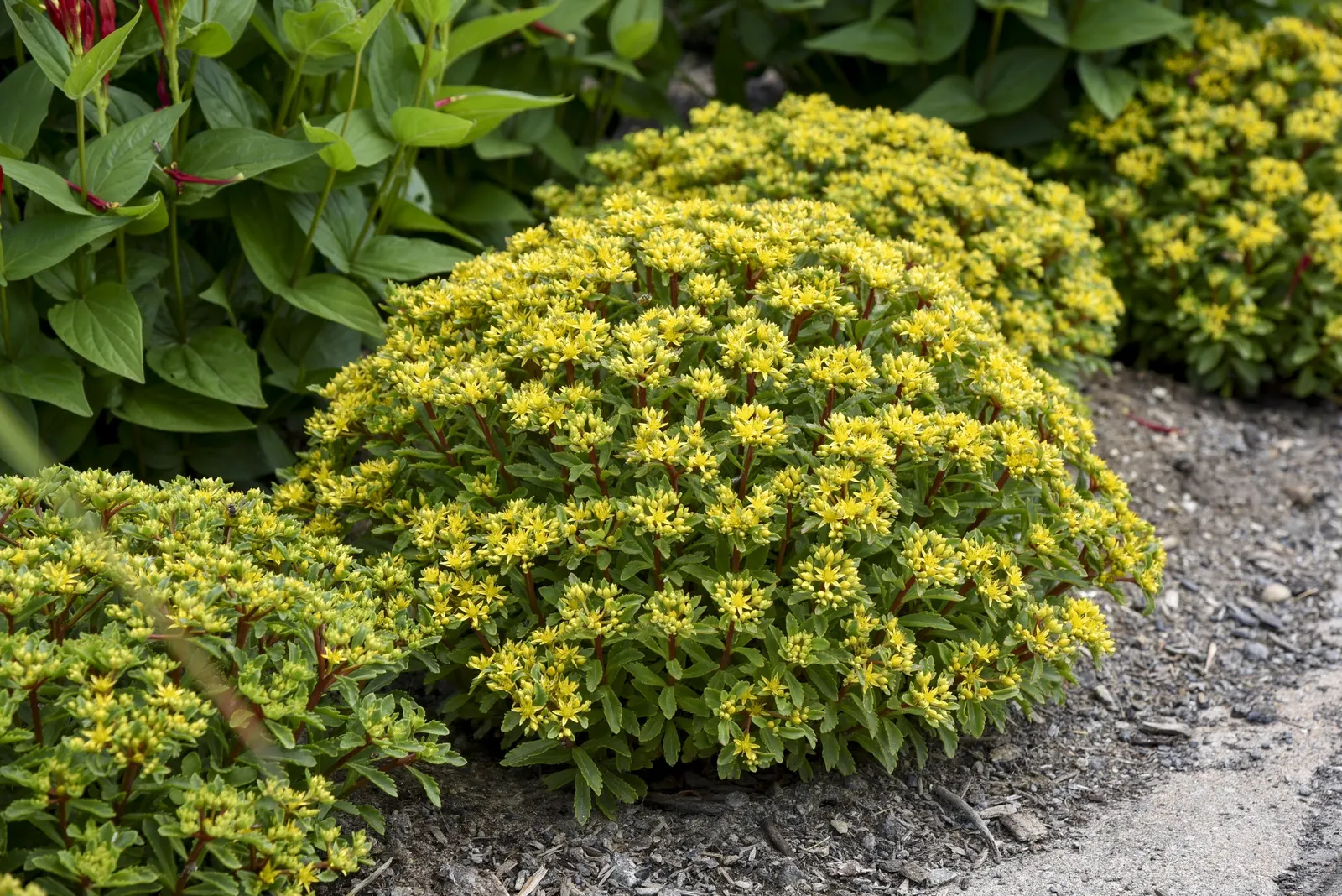 'Bright Idea' Stonecrop (Sedum hybrid) — and bright yellow star-shaped flowers in early summer