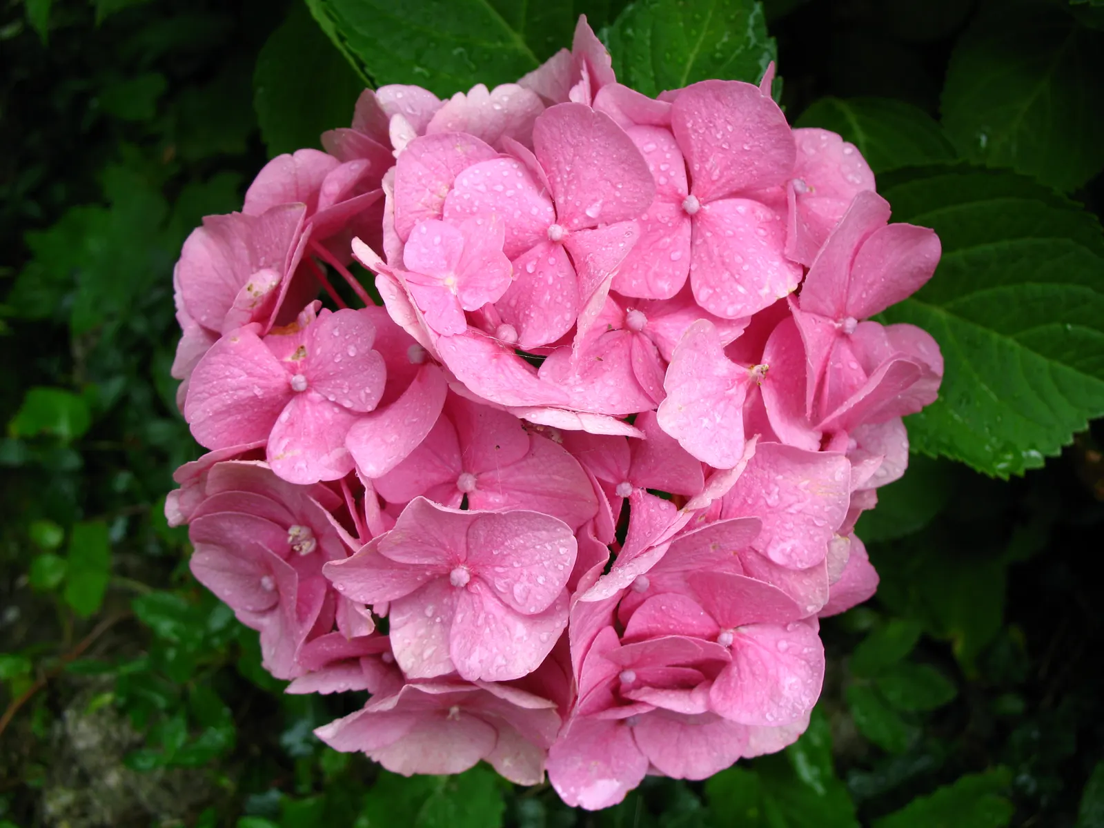 Bracted Hydrangea (Hydrangea Involucrata) — it offers a muted palette with pink