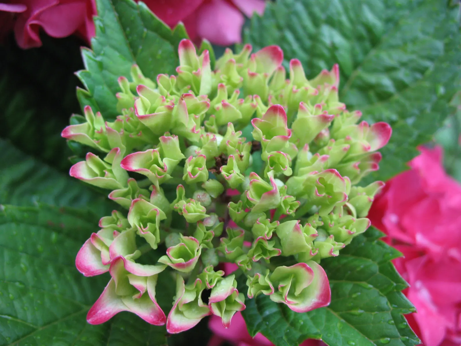 Bracted Hydrangea (Hydrangea Involucrata) — Ideal for woodland gardens and mixed borders
