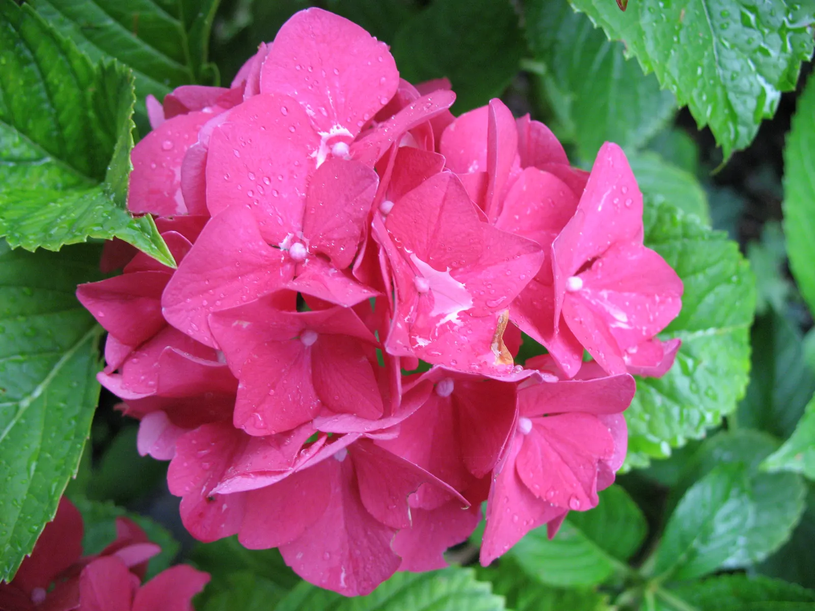 Bracted Hydrangea (Hydrangea Involucrata) — Blooming from late summer to fall