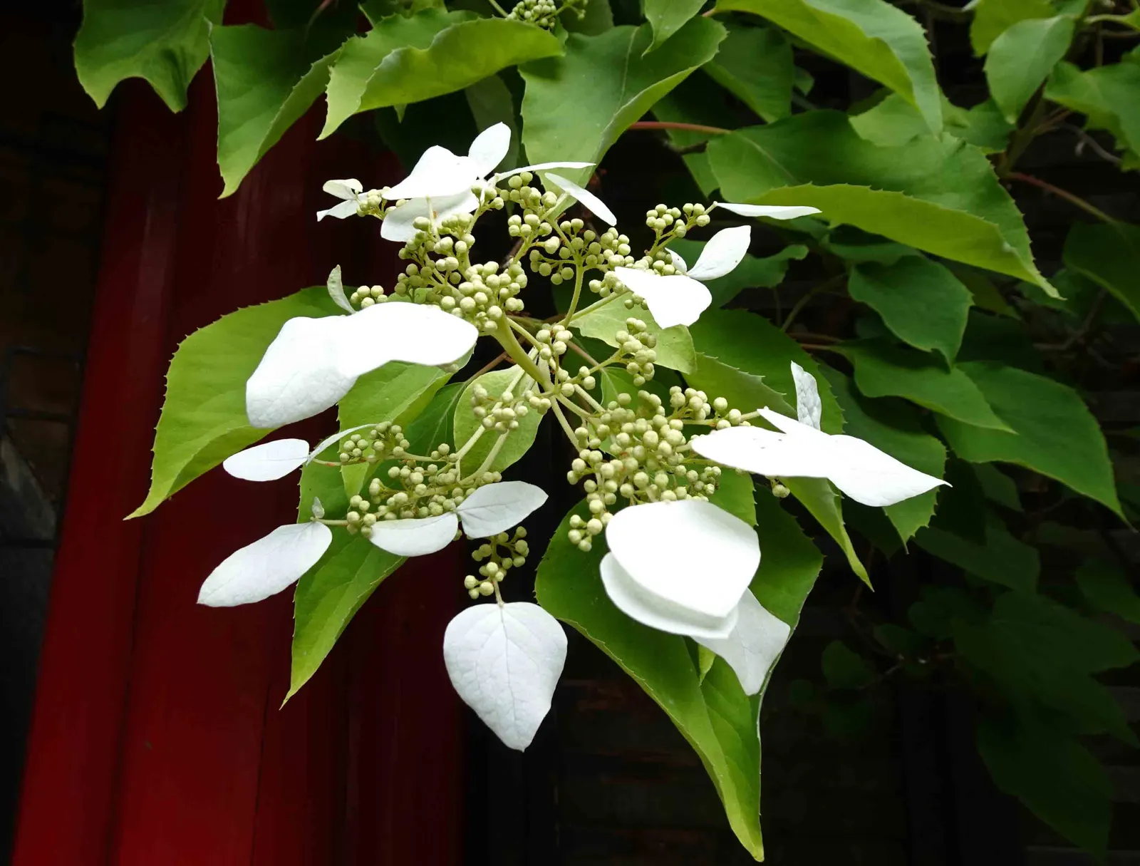 Bracted Hydrangea (Hydrangea Involucrata) — Hailing from the mountainous regions of Japan and Taiwan