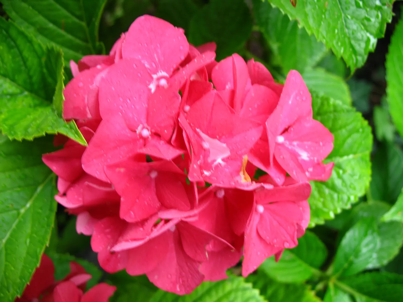 Bracted Hydrangea (Hydrangea Involucrata) — Typically reaching 2-4 feet high and wide, this plant thrives in moist, well-drained soil