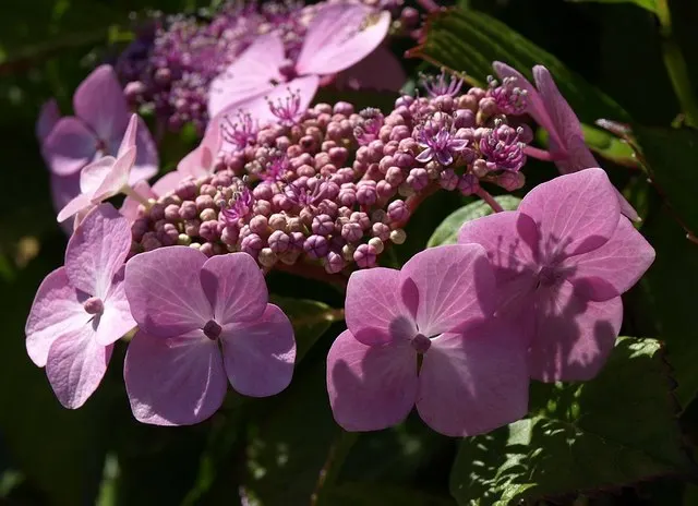 Bracted Hydrangea (Hydrangea Involucrata) — scientifically named Hydrangea involucrata
