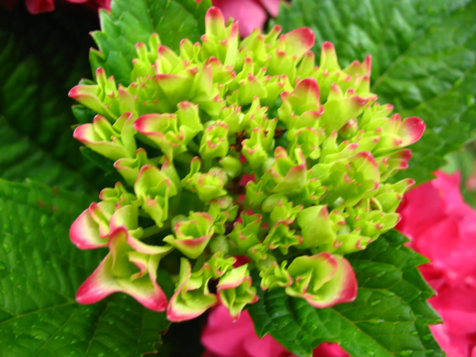 Bracted Hydrangea (Hydrangea Involucrata) — velvety leaves and rounded flower clusters surrounded by conspicuous bracts
