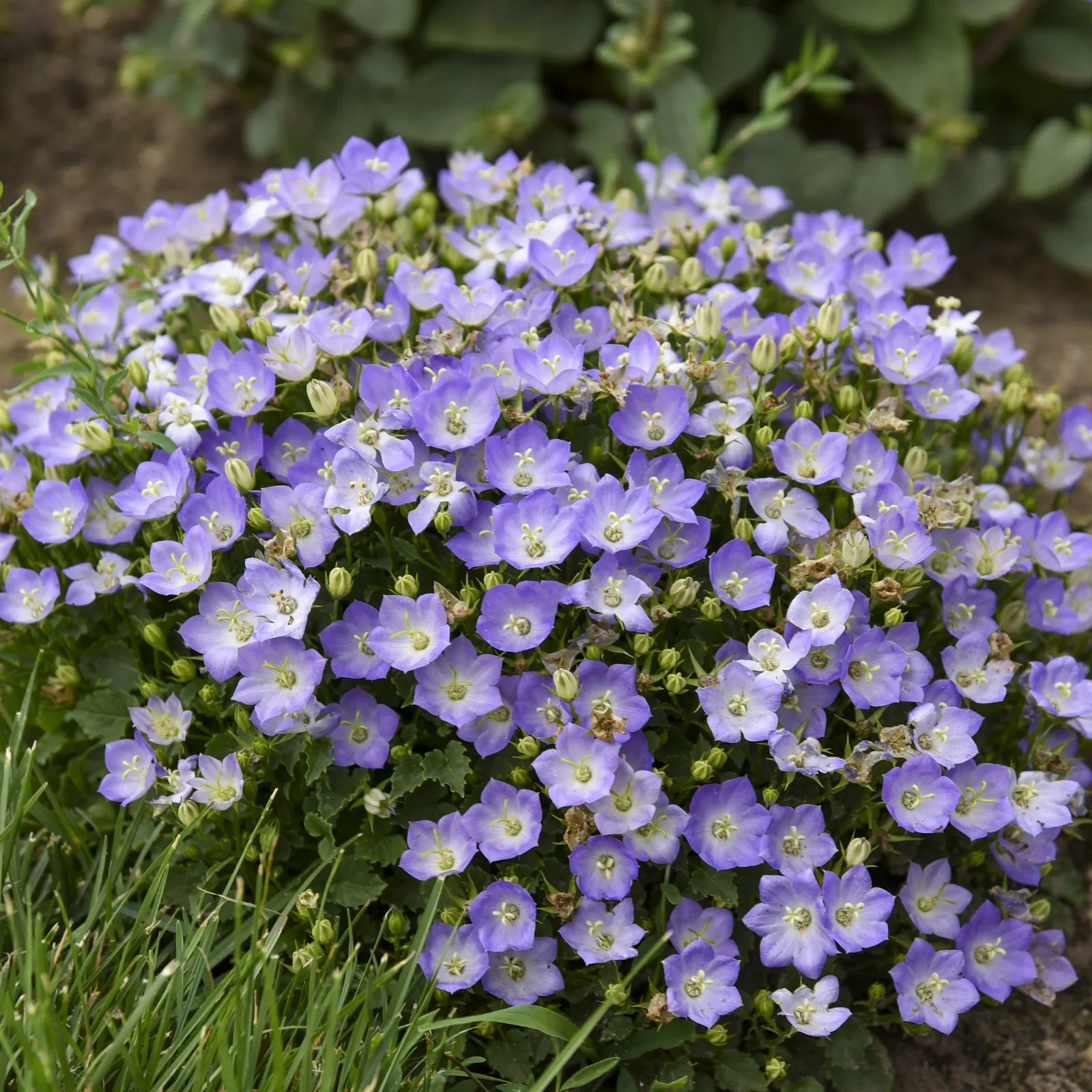 'Twilight' Carpathian Bellflower (Campanula carpatica) — This Proven Winners® selection forms a mounded plant 6-8 inches tall and 10-12 inches wide