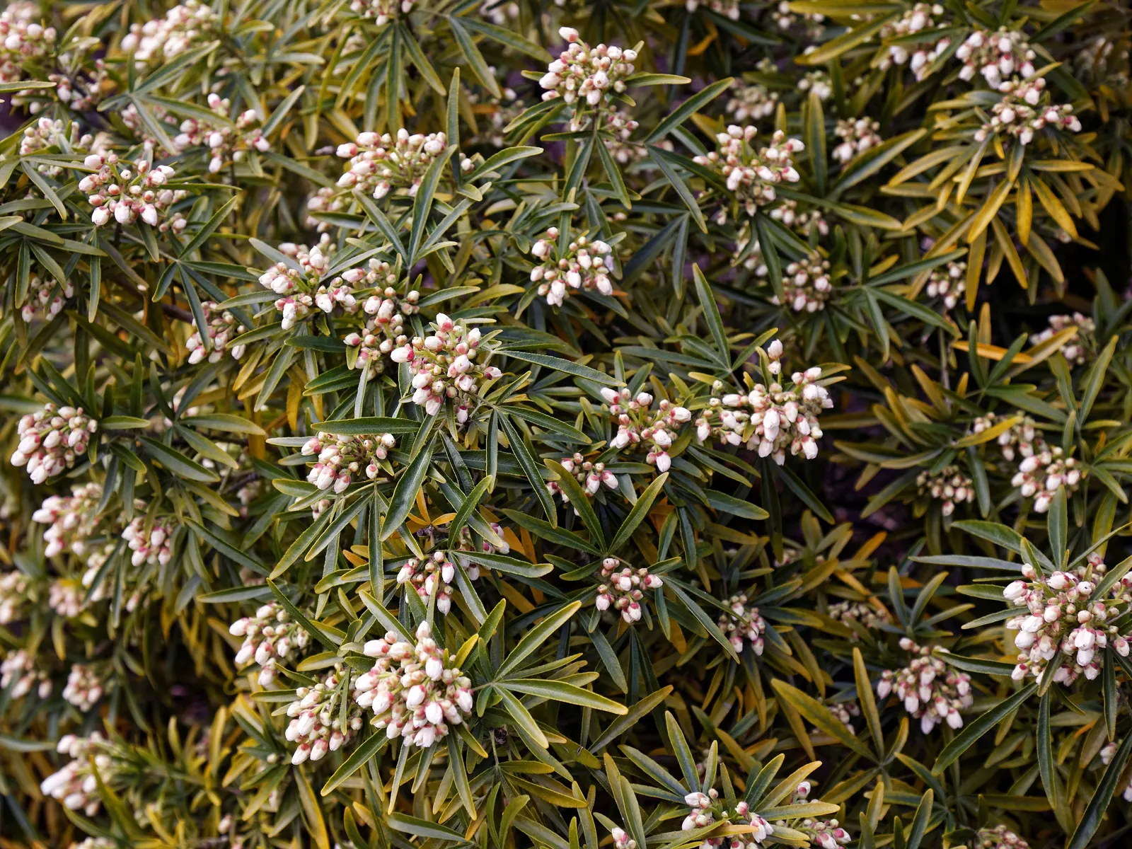 Aztec Pearl Mock Orange (Choisya Arizonica 'Aztec Pearl') — commonly known as Aztec Pearl Mock Orange