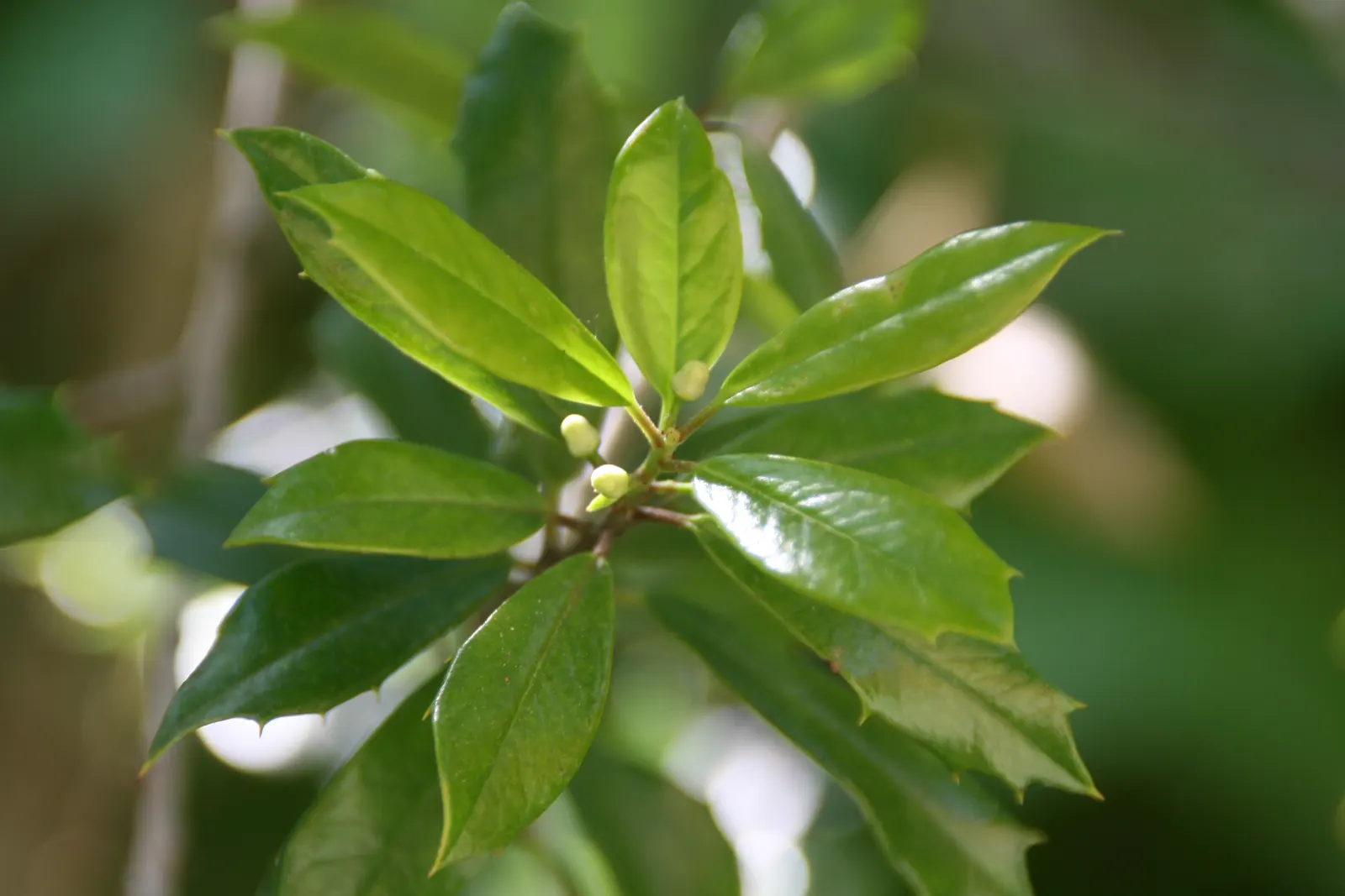 Foster's Holly (Ilex X Meserveae 'Fosteri') — ideal for hedges or focal points