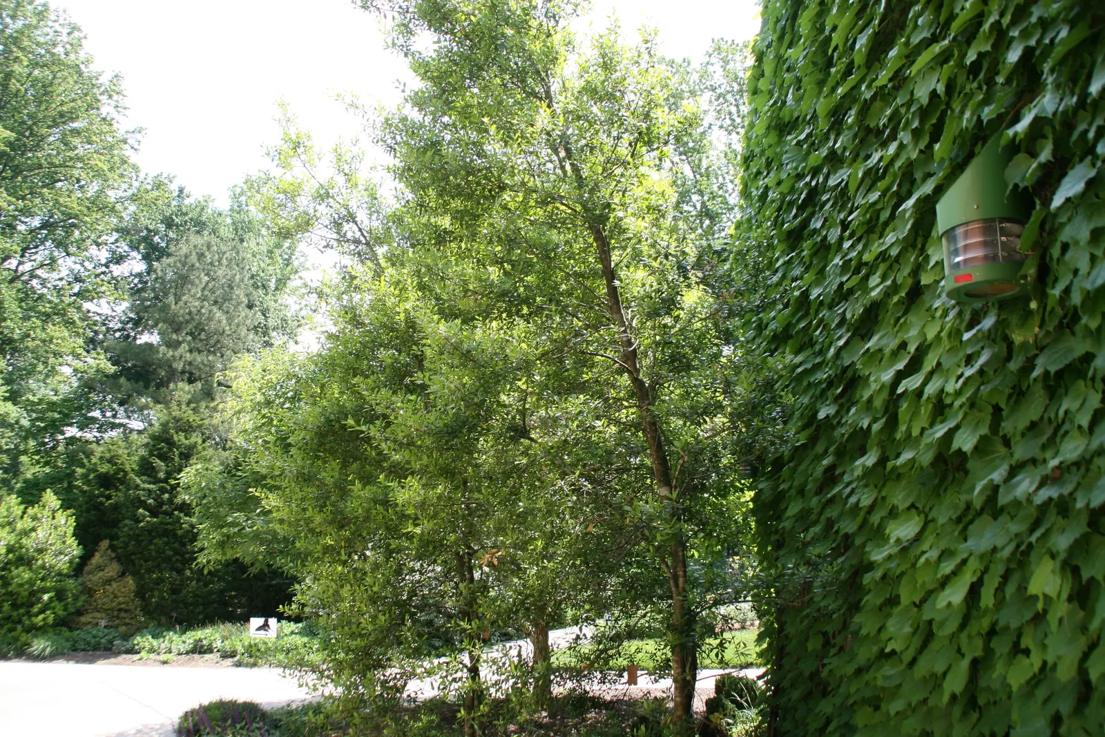 Foster's Holly (Ilex X Meserveae 'Fosteri') — dark green leaves with spiny margins that create a striking texture in the garden year-round