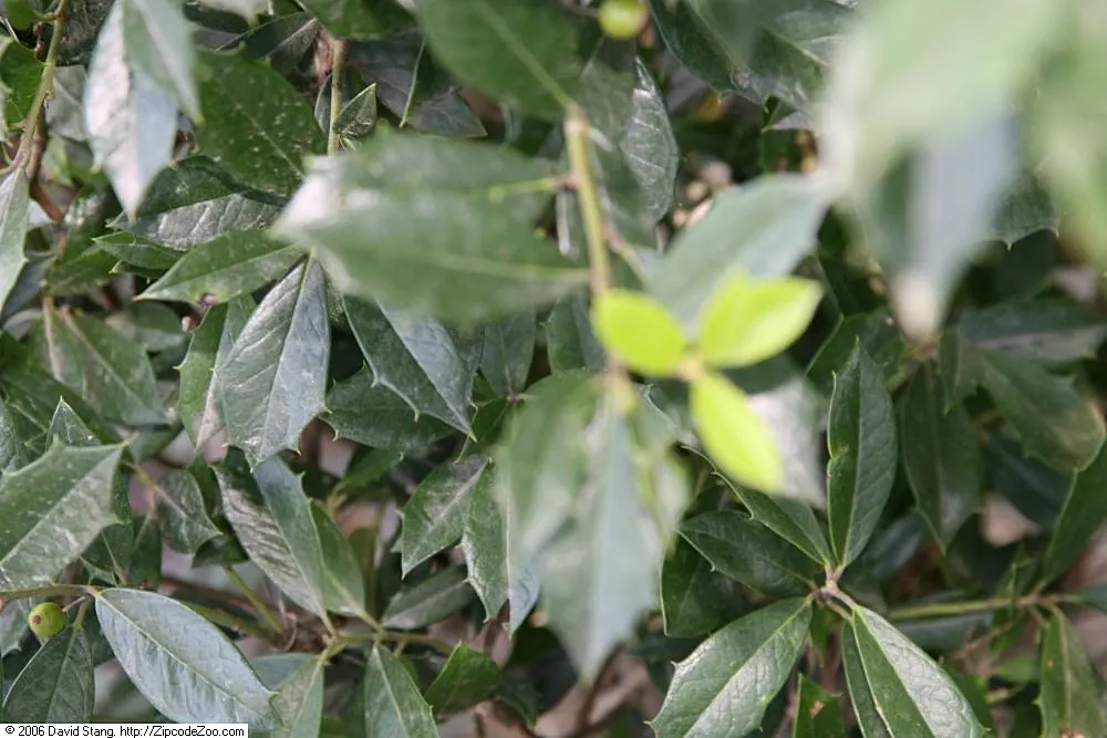 Foster's Holly (Ilex X Meserveae 'Fosteri') — a cross between the English holly and the Tsuru holly