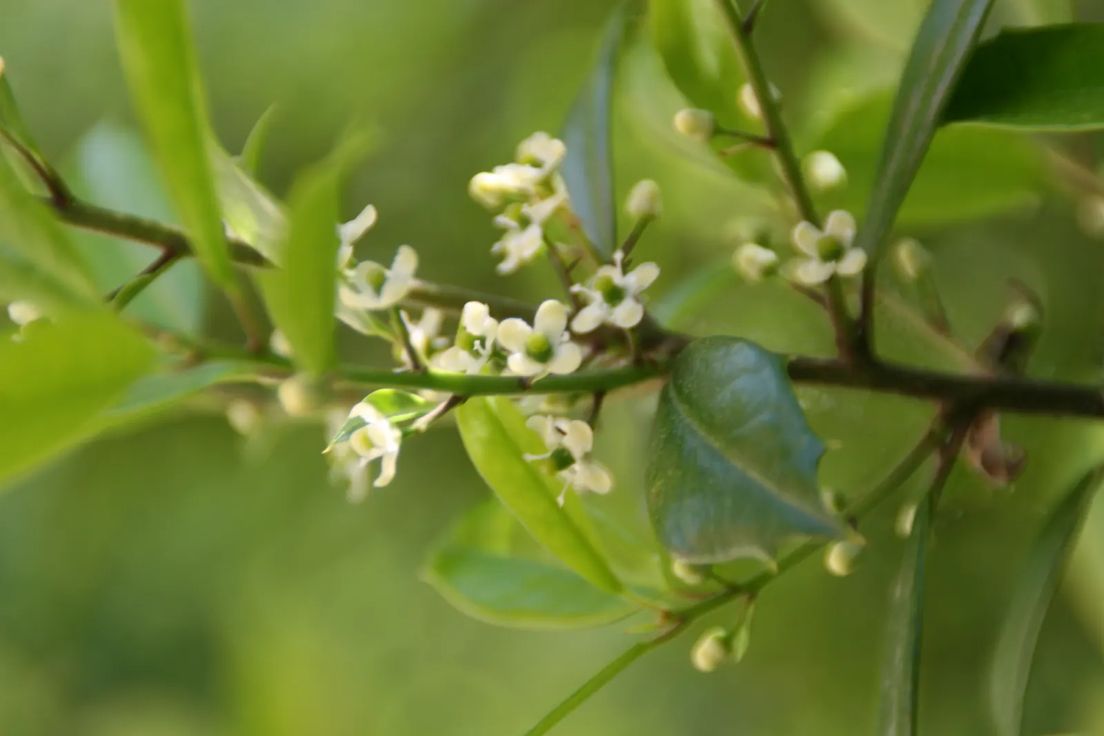 Foster's Holly (Ilex X Meserveae 'Fosteri') — glossy leaves with sharp spines