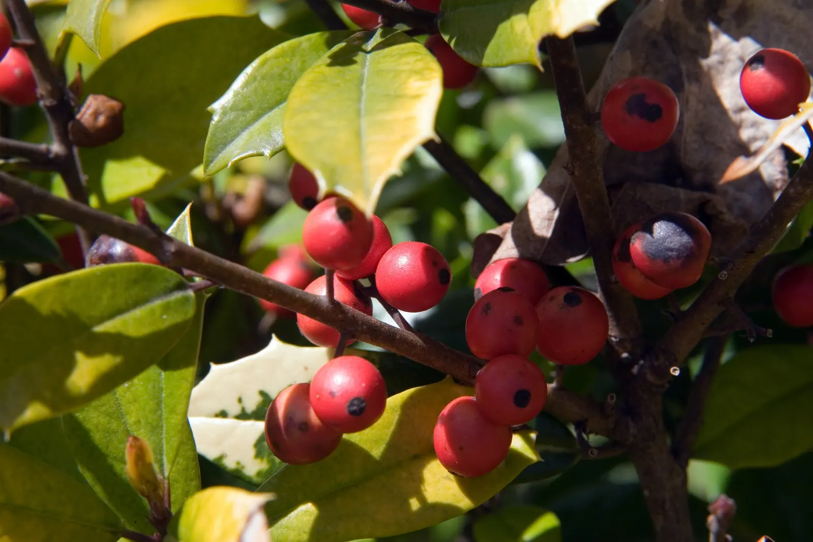 Foster's Holly (Ilex X Meserveae 'Fosteri') — Throughout the winter months