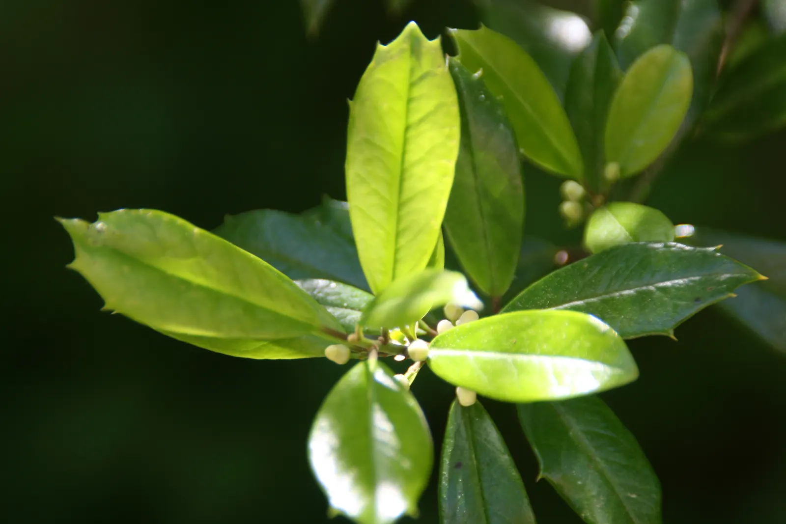 Foster's Holly (Ilex X Meserveae 'Fosteri') — Small white flowers give way to bright red berries, adding winter interest