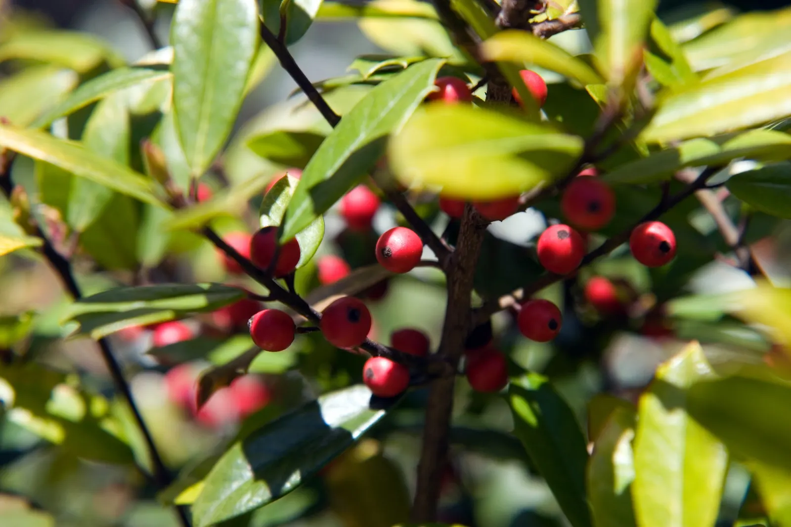 Foster's Holly (Ilex X Meserveae 'Fosteri') — Reaching 15-20 feet in height and 10-15 feet in width