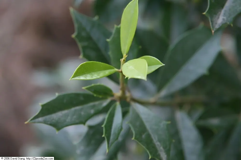 Foster's Holly (Ilex X Meserveae 'Fosteri') — reaching an approximate mature size of 15 to 25 feet in height with a spread of 10 to 15 feet