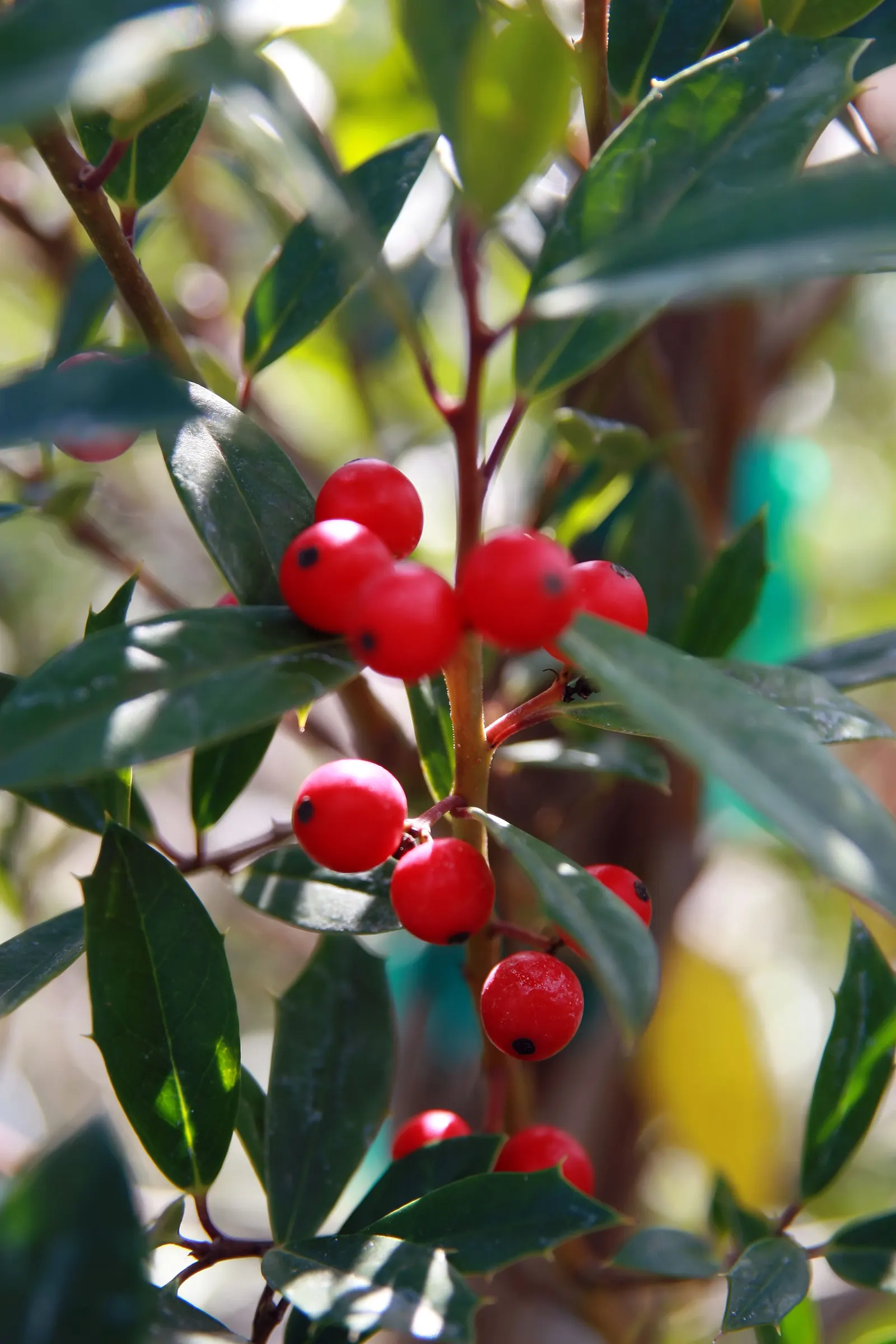 Foster's Holly (Ilex X Meserveae 'Fosteri') — scientifically known as Ilex √ó meserveae 'Fosteri'