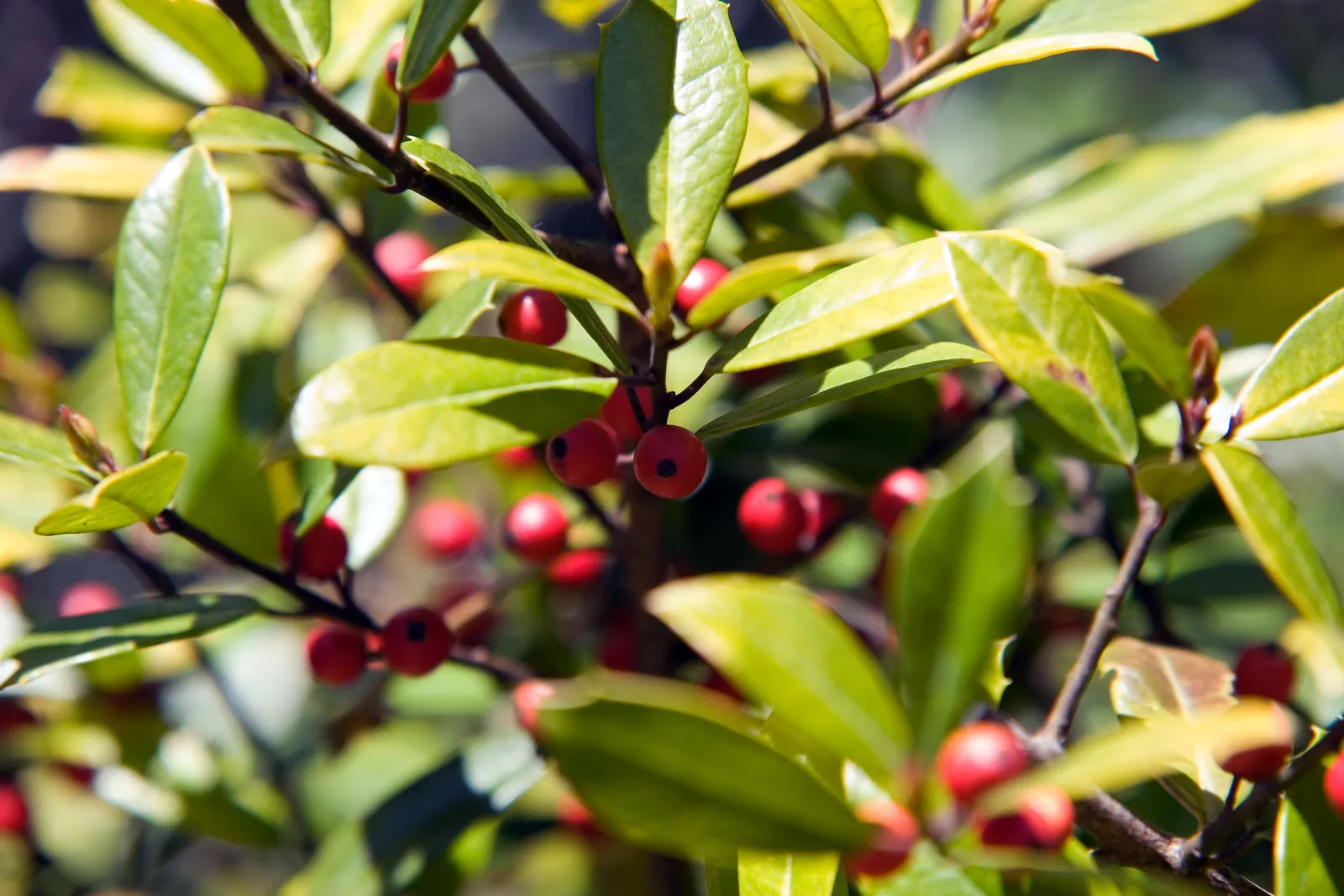 Foster's Holly (Ilex X Meserveae 'Fosteri') — This cold-resistant cultivar thrives in full sun to partial shade and tolerates a range of soil conditions