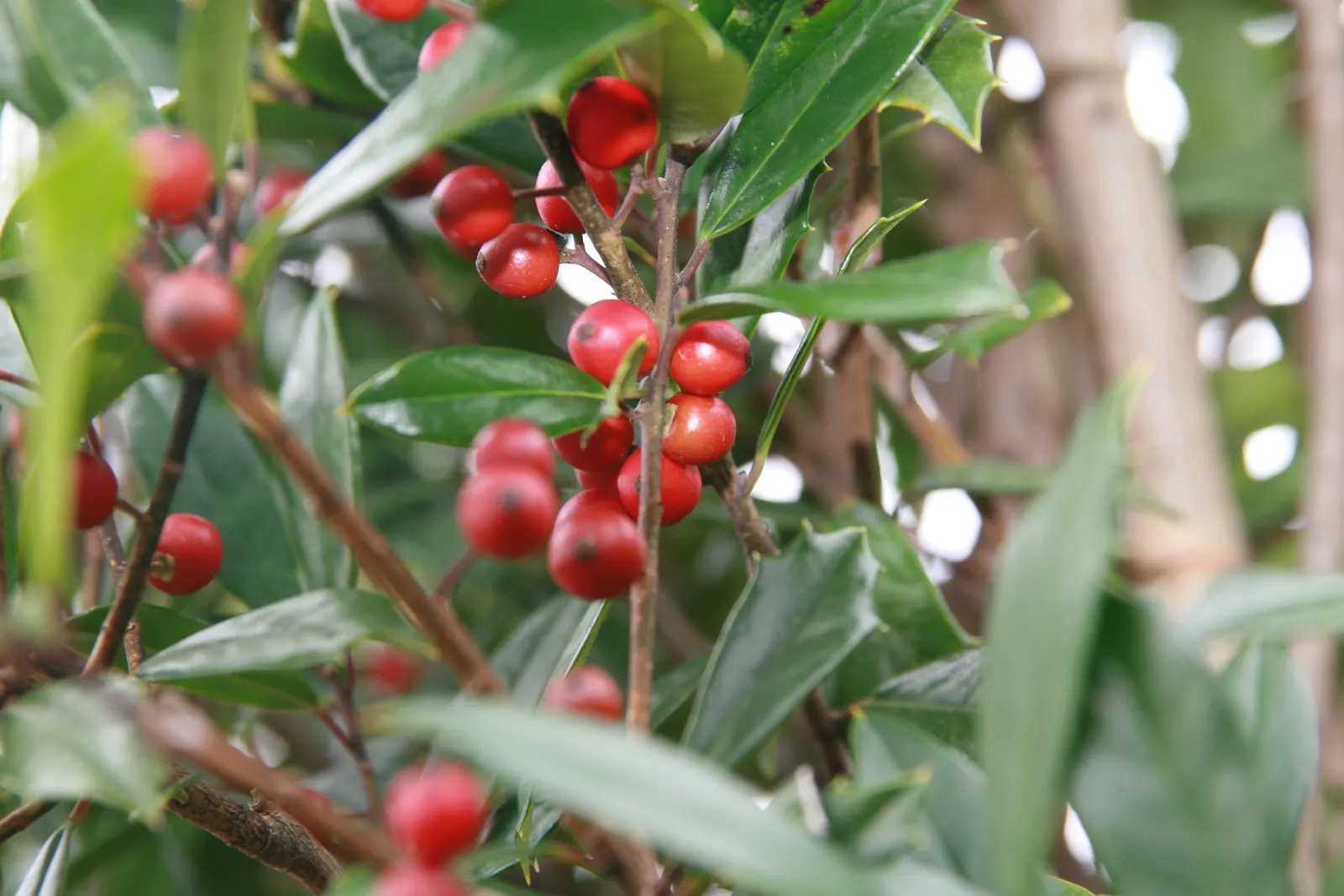 Foster's Holly (Ilex X Meserveae 'Fosteri') — Foster's Holly (Ilex x meserveae 'Fosteri') is a hardy evergreen shrub showcasing deep green